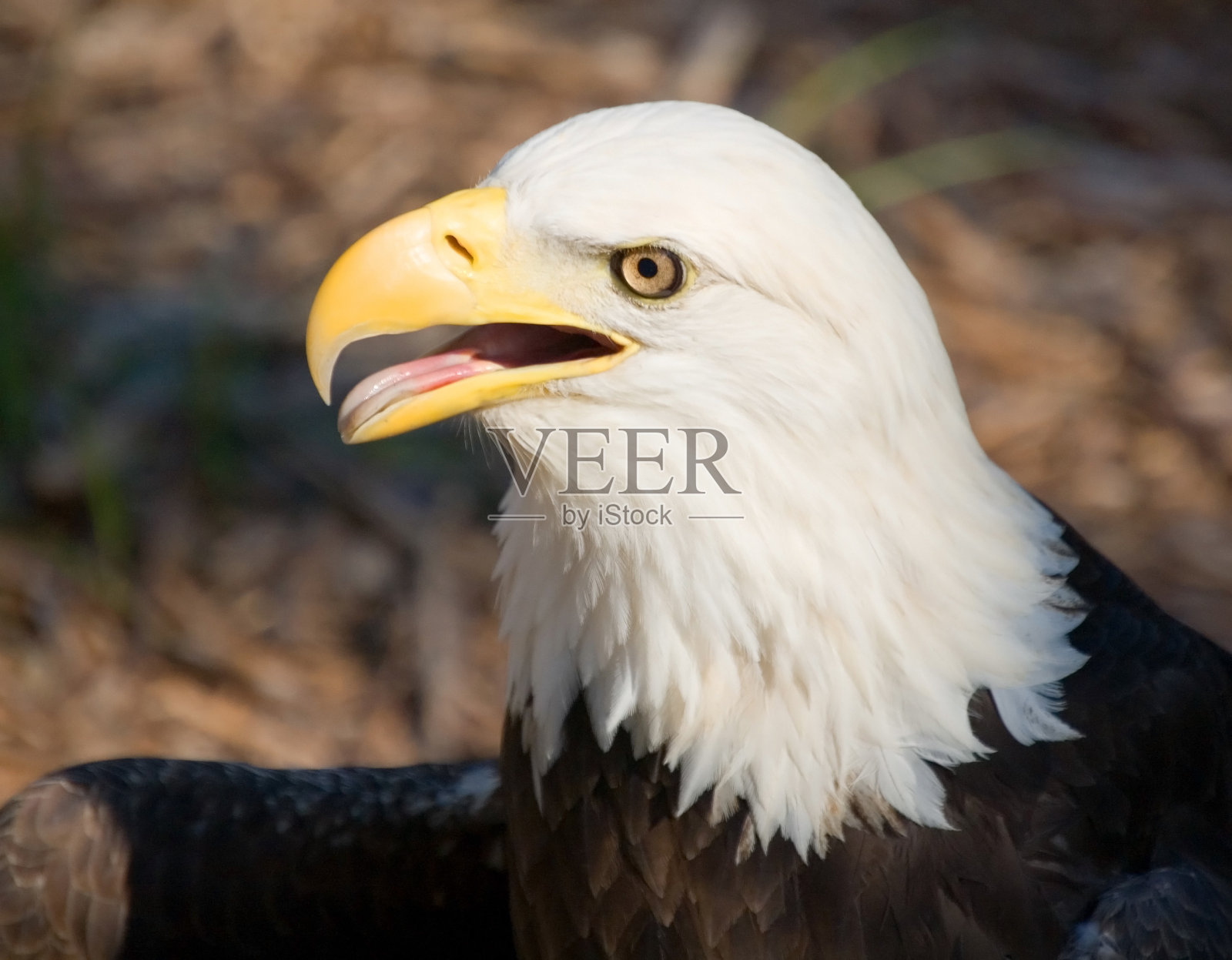 自由的鸟照片摄影图片