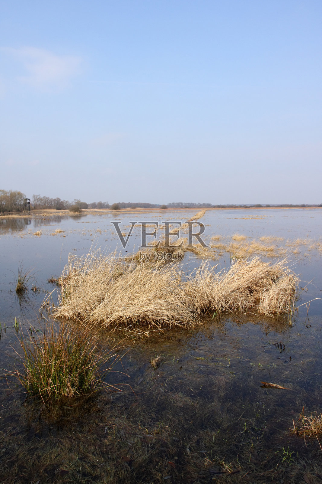 春天在草地上泛滥照片摄影图片
