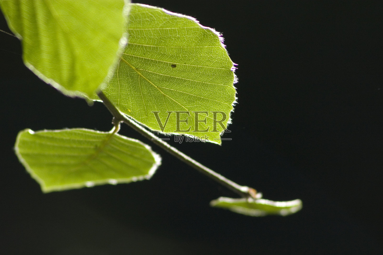 山毛榉叶黑色照片摄影图片