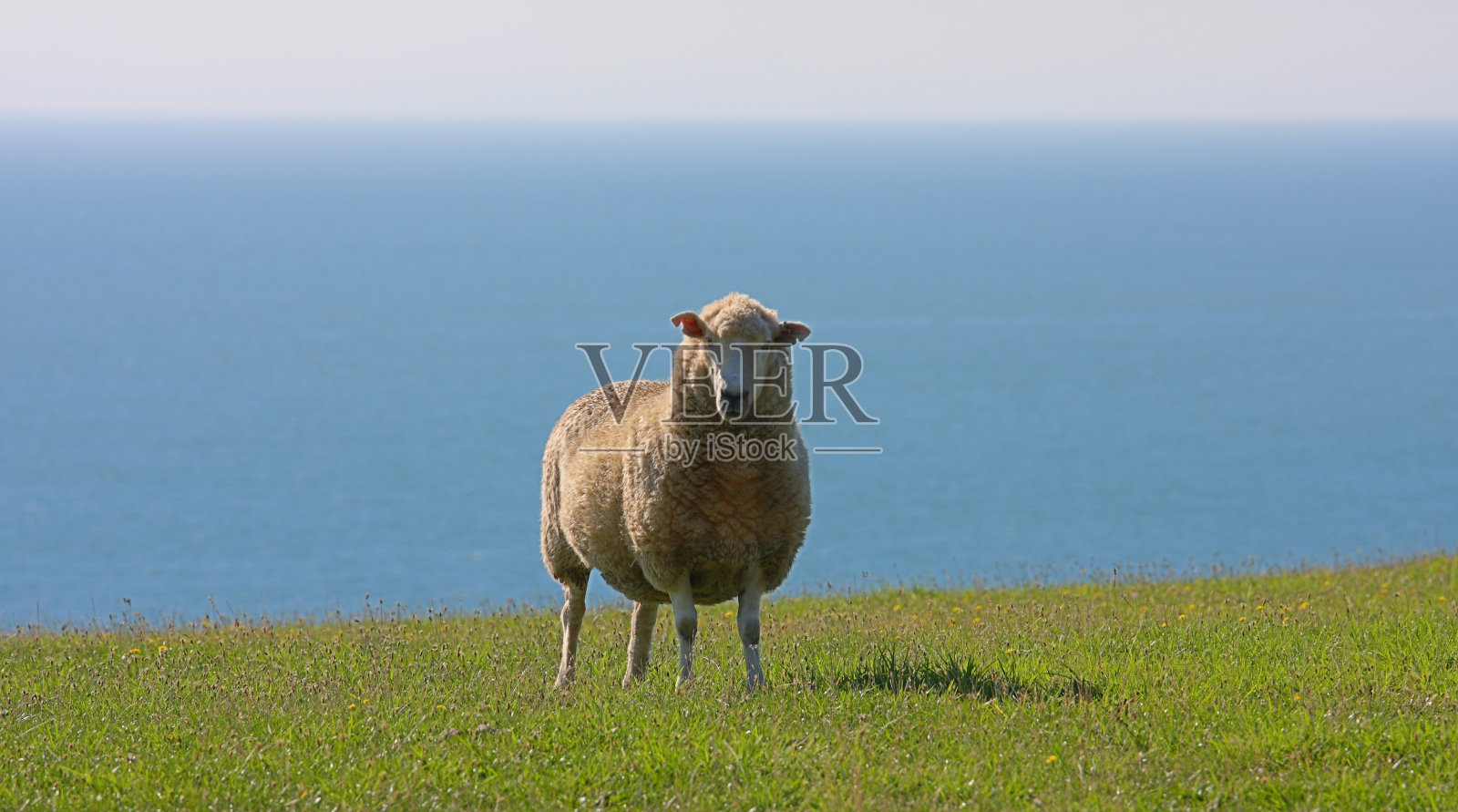 带视图的Ram照片摄影图片