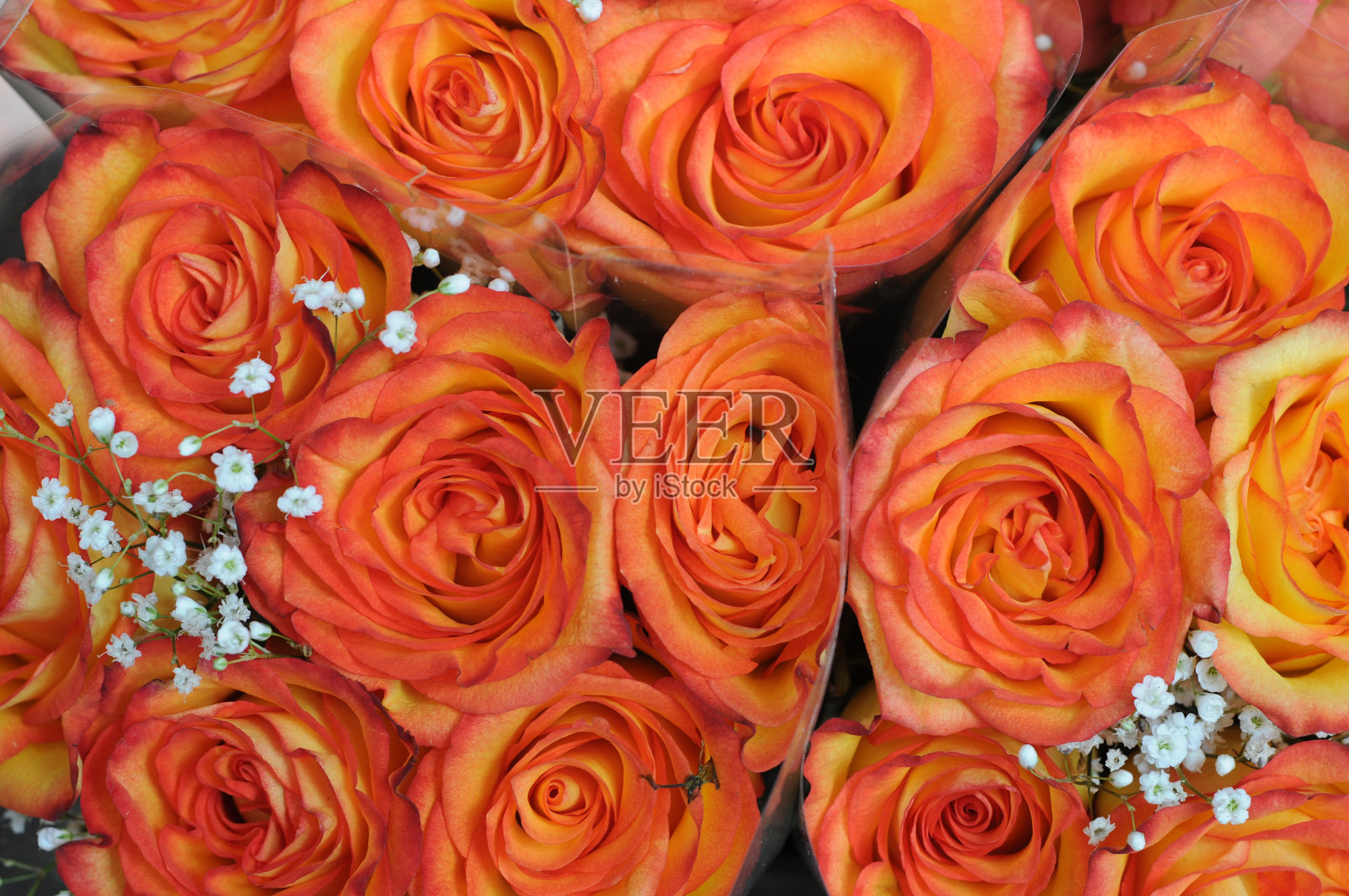 晒黑玫瑰花束照片摄影图片