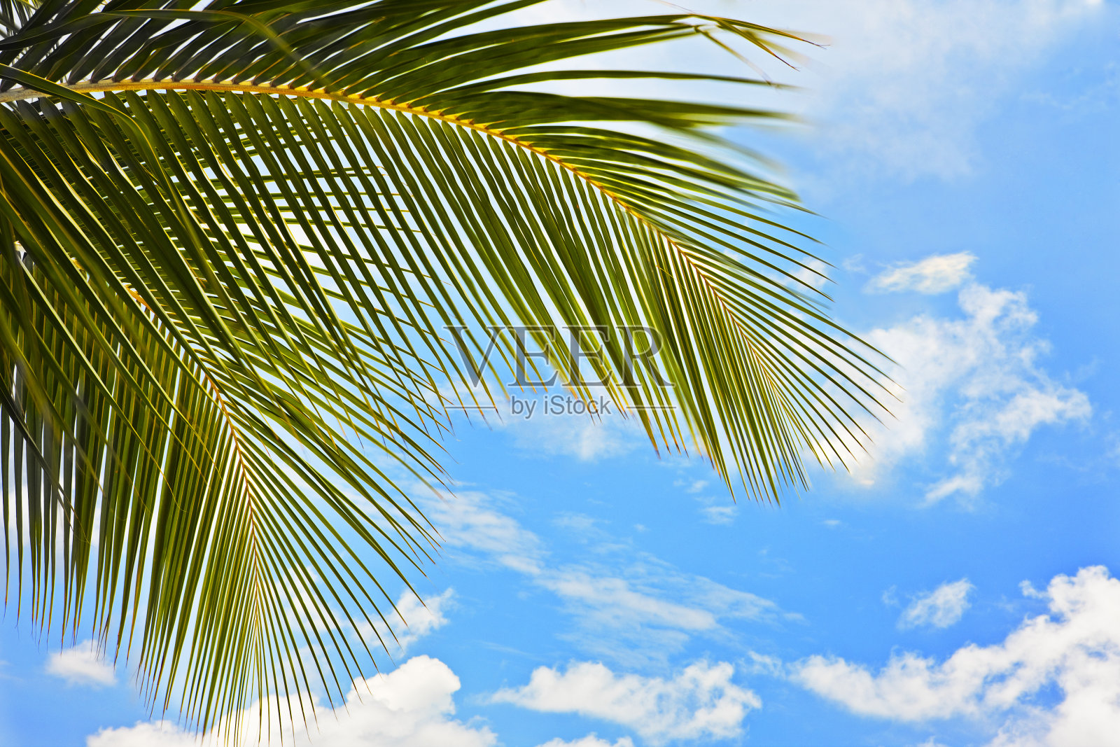 棕榈叶照片摄影图片