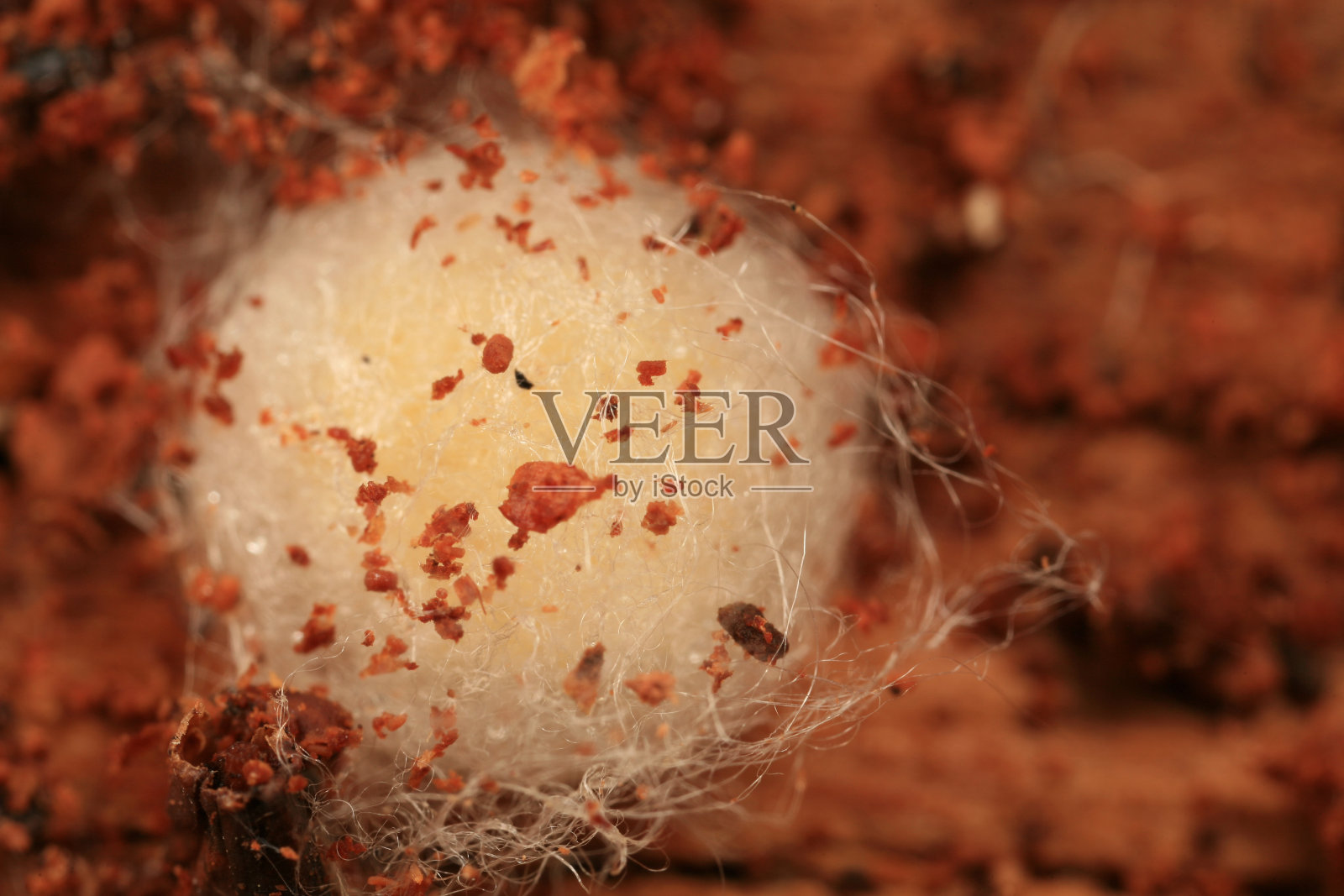 蜘蛛卵囊照片摄影图片