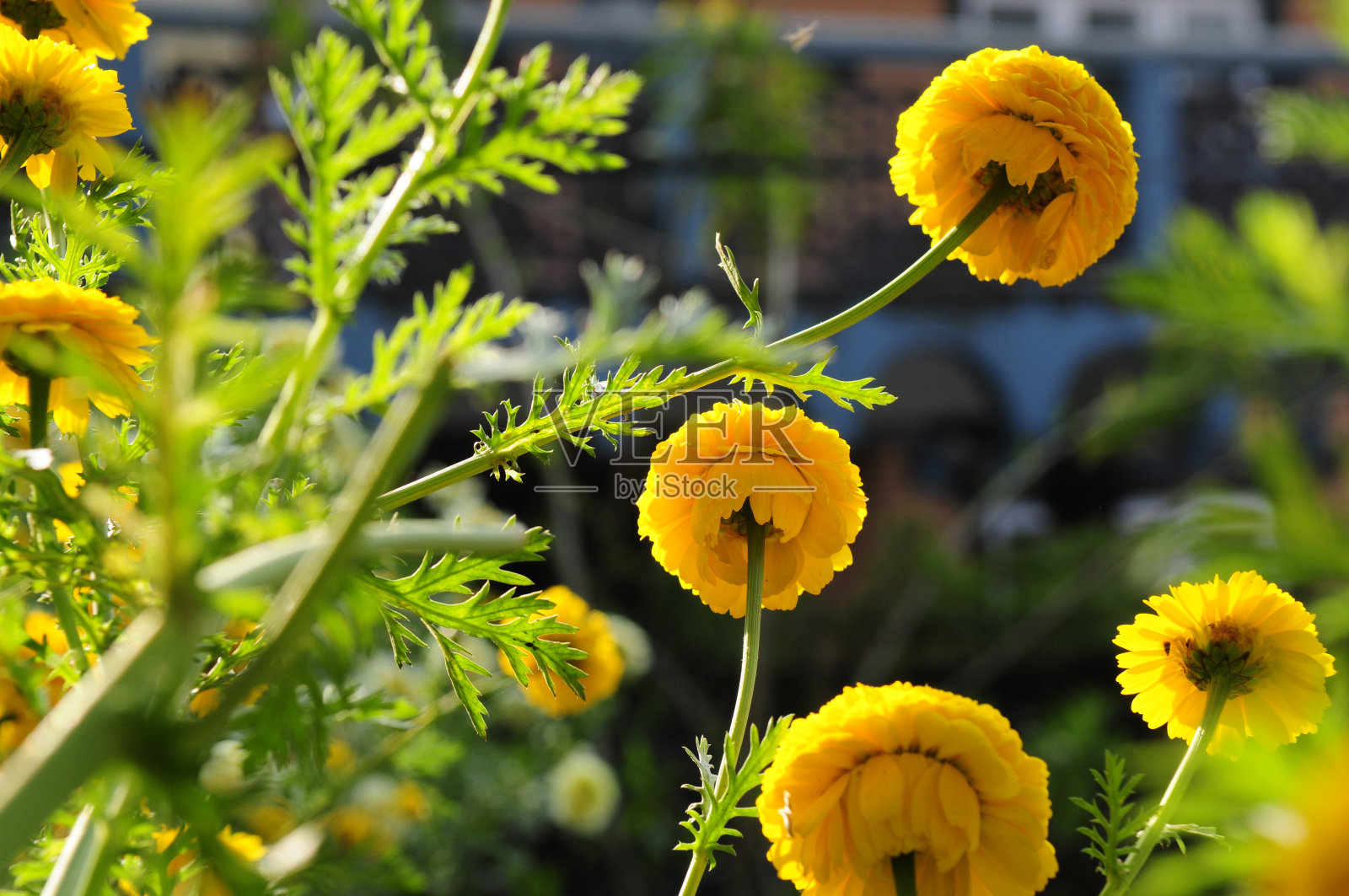 晨光下的黄金盏花照片摄影图片