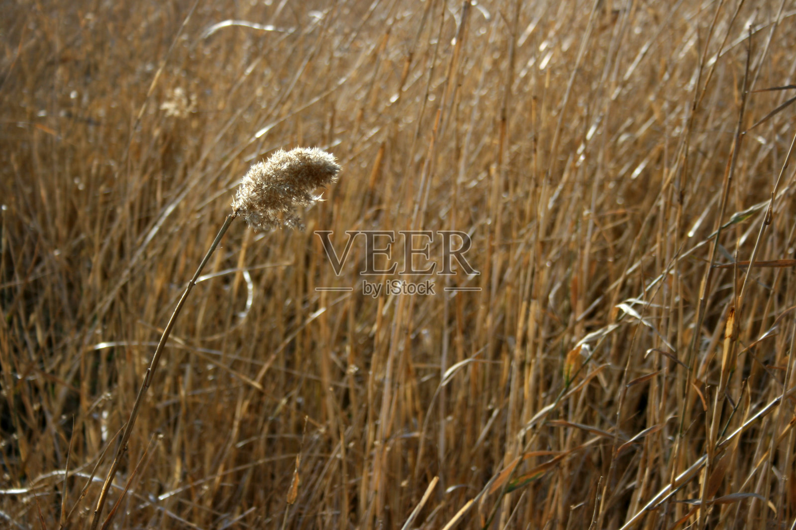 孤独的芦苇照片摄影图片