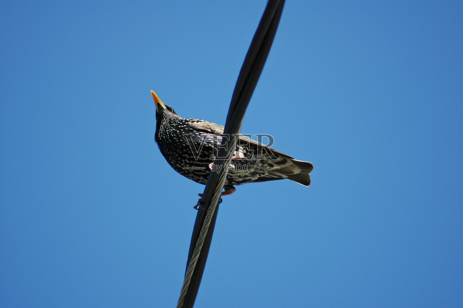 电线上的鸟照片摄影图片