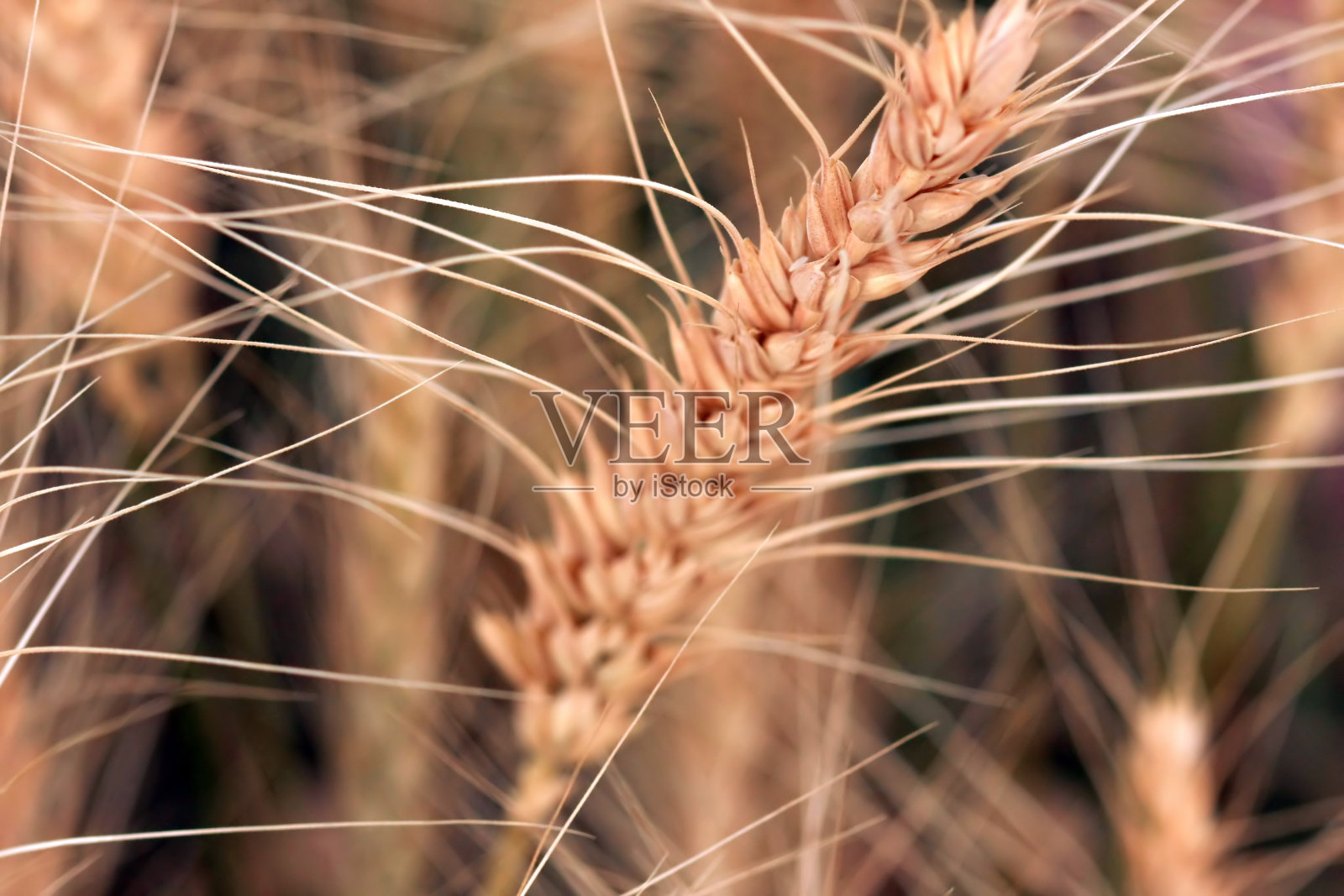 耳朵特写照片摄影图片