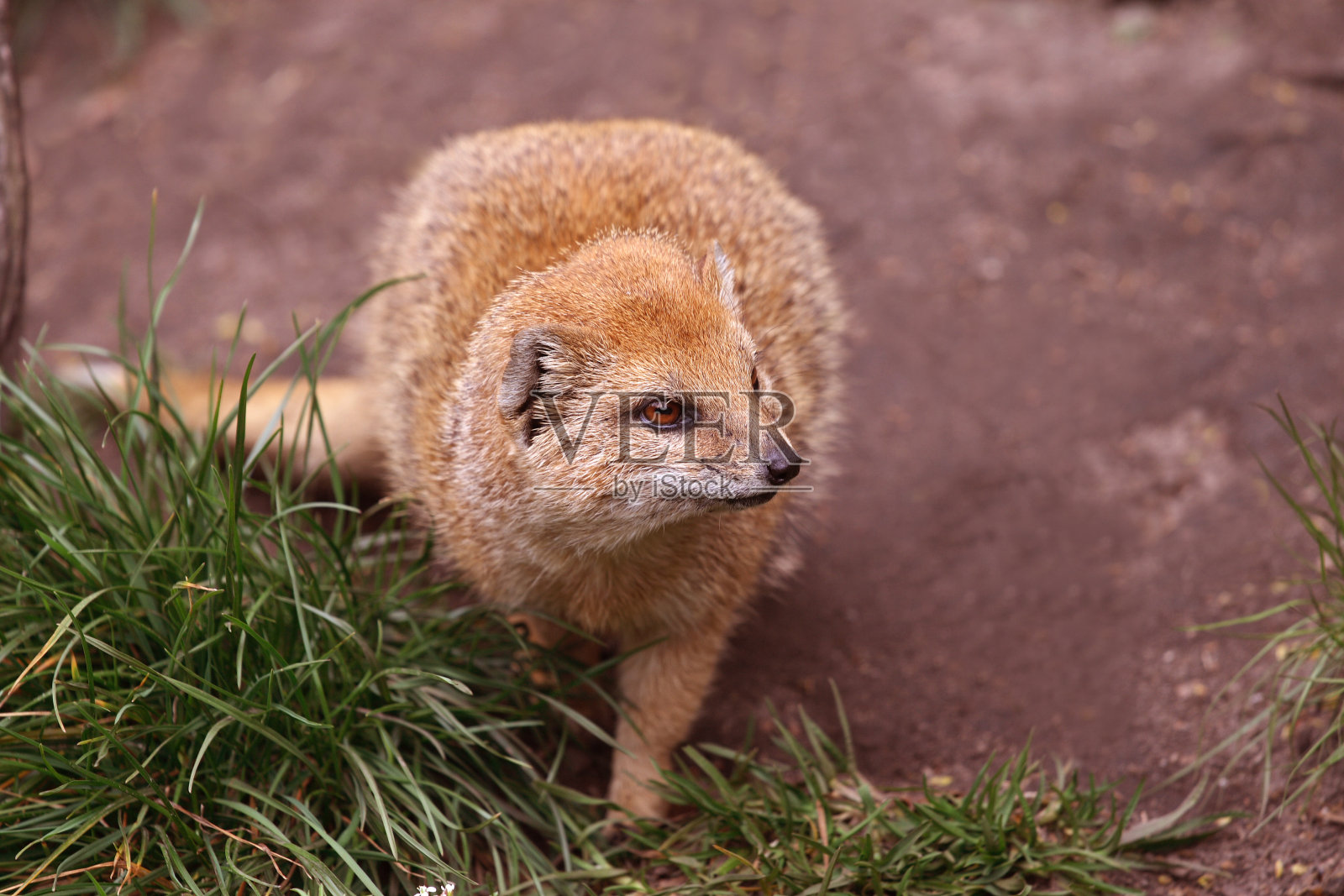 黄猫鼬特写(犬瘟热)照片摄影图片
