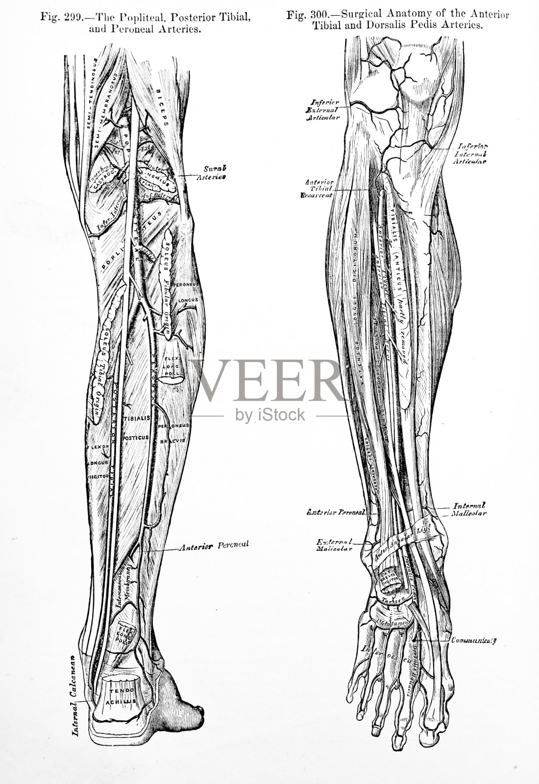 古董医学插图|人的腿插画图片素材