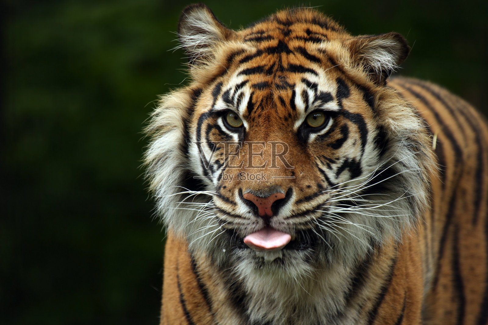 发送消息照片摄影图片