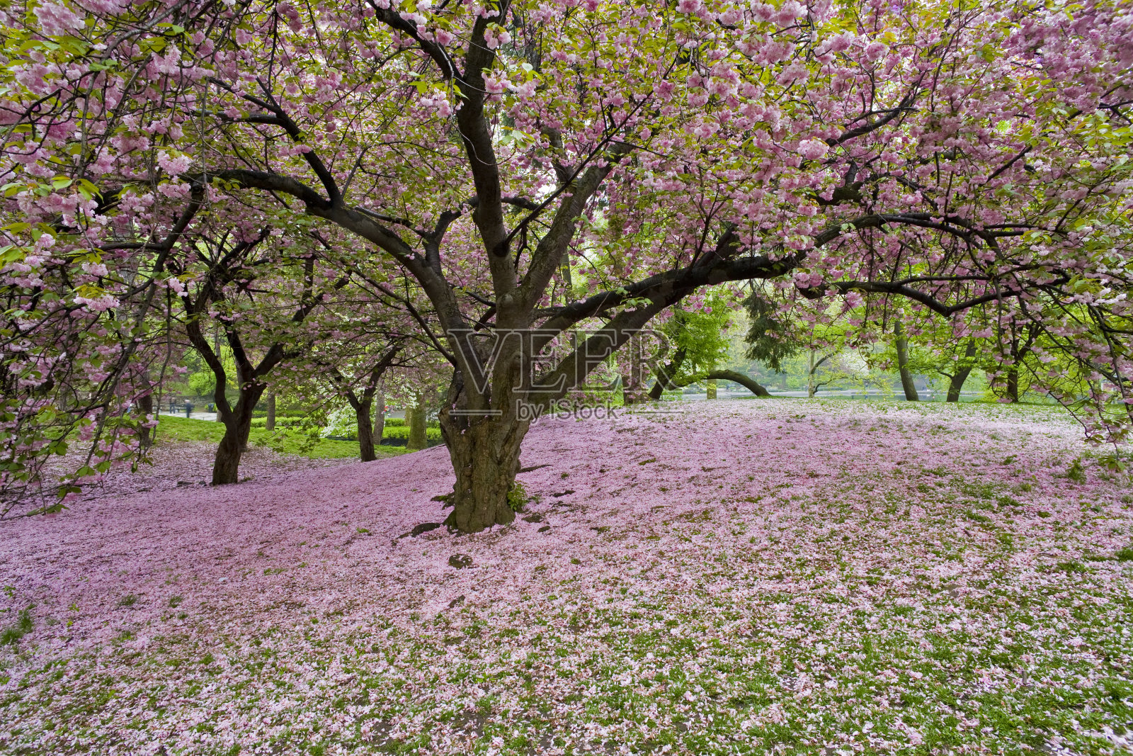 在早春的中央公园照片摄影图片