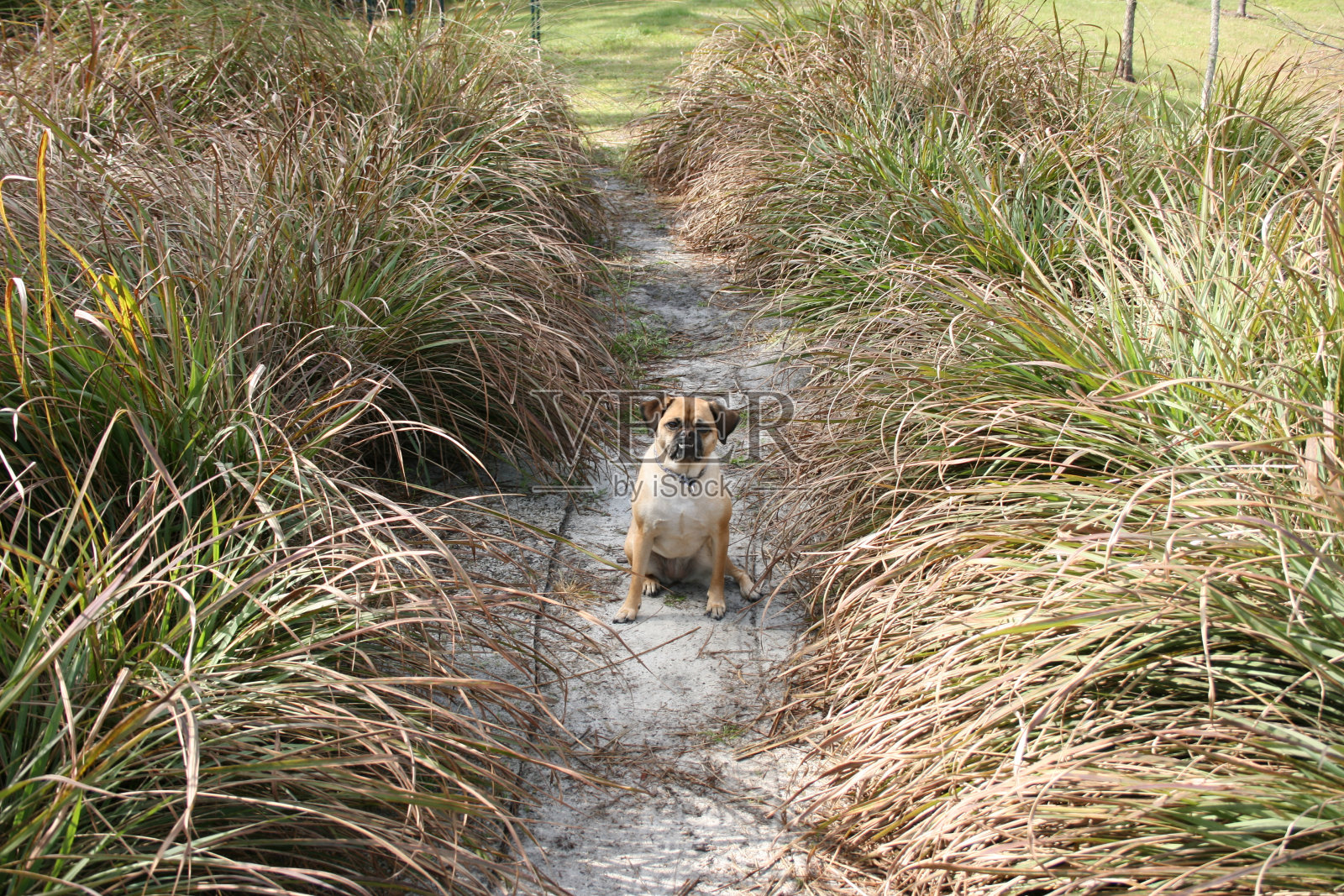 狗在路径照片摄影图片
