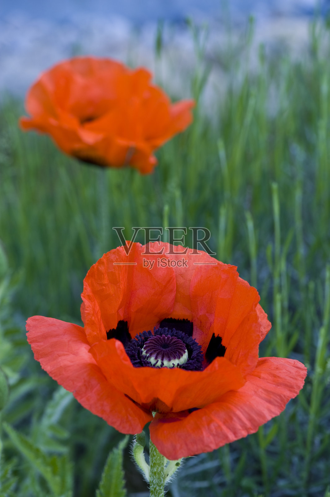 两个红色罂粟花照片摄影图片