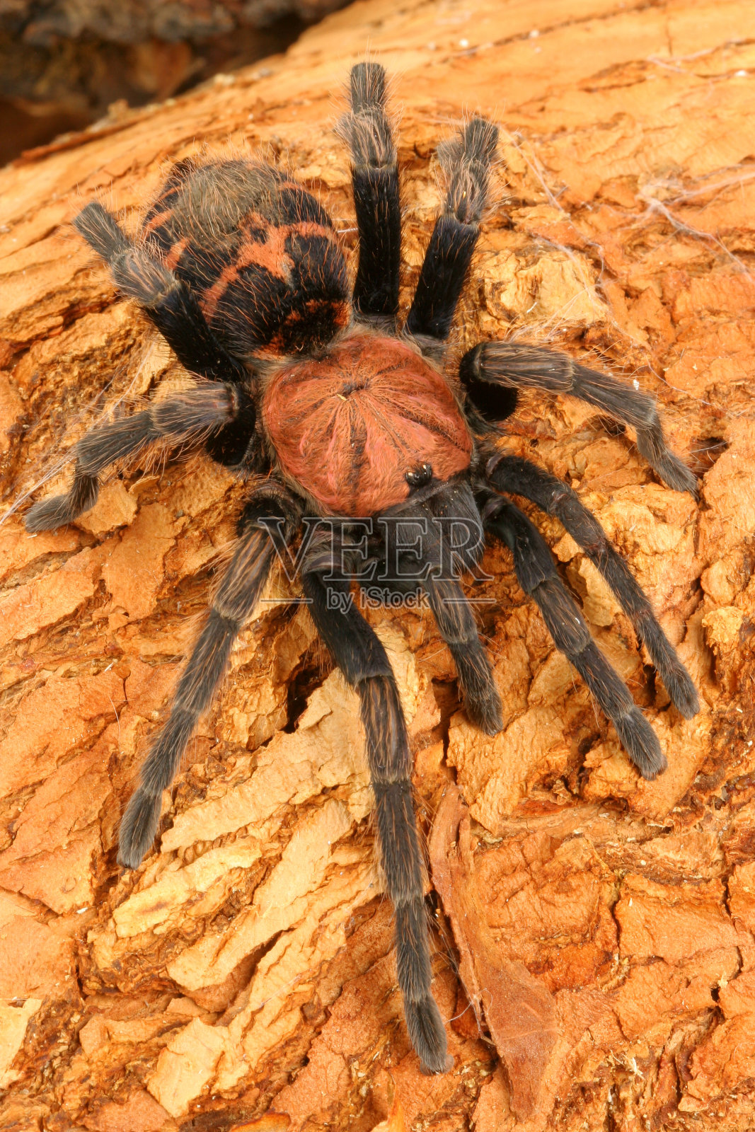 哥斯达黎加虎臀狼蛛照片摄影图片