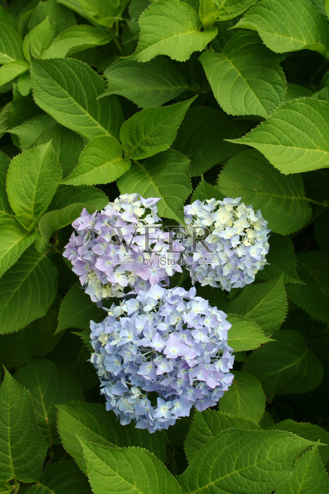 绣球花照片摄影图片