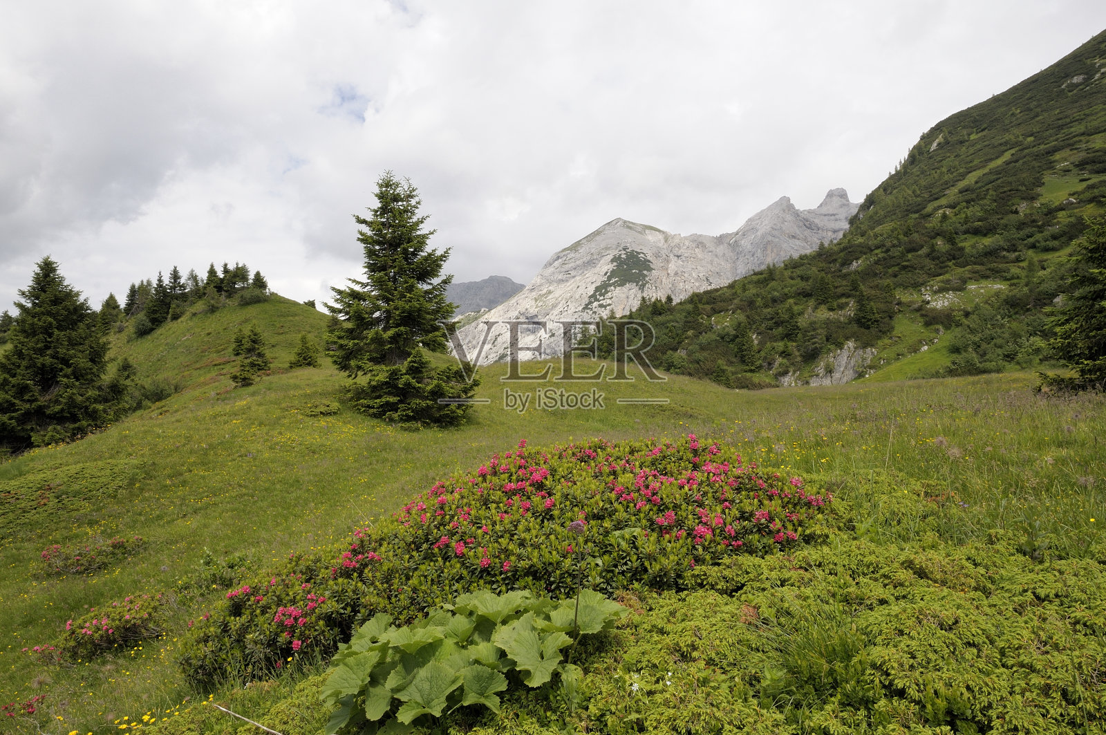 花的山照片摄影图片