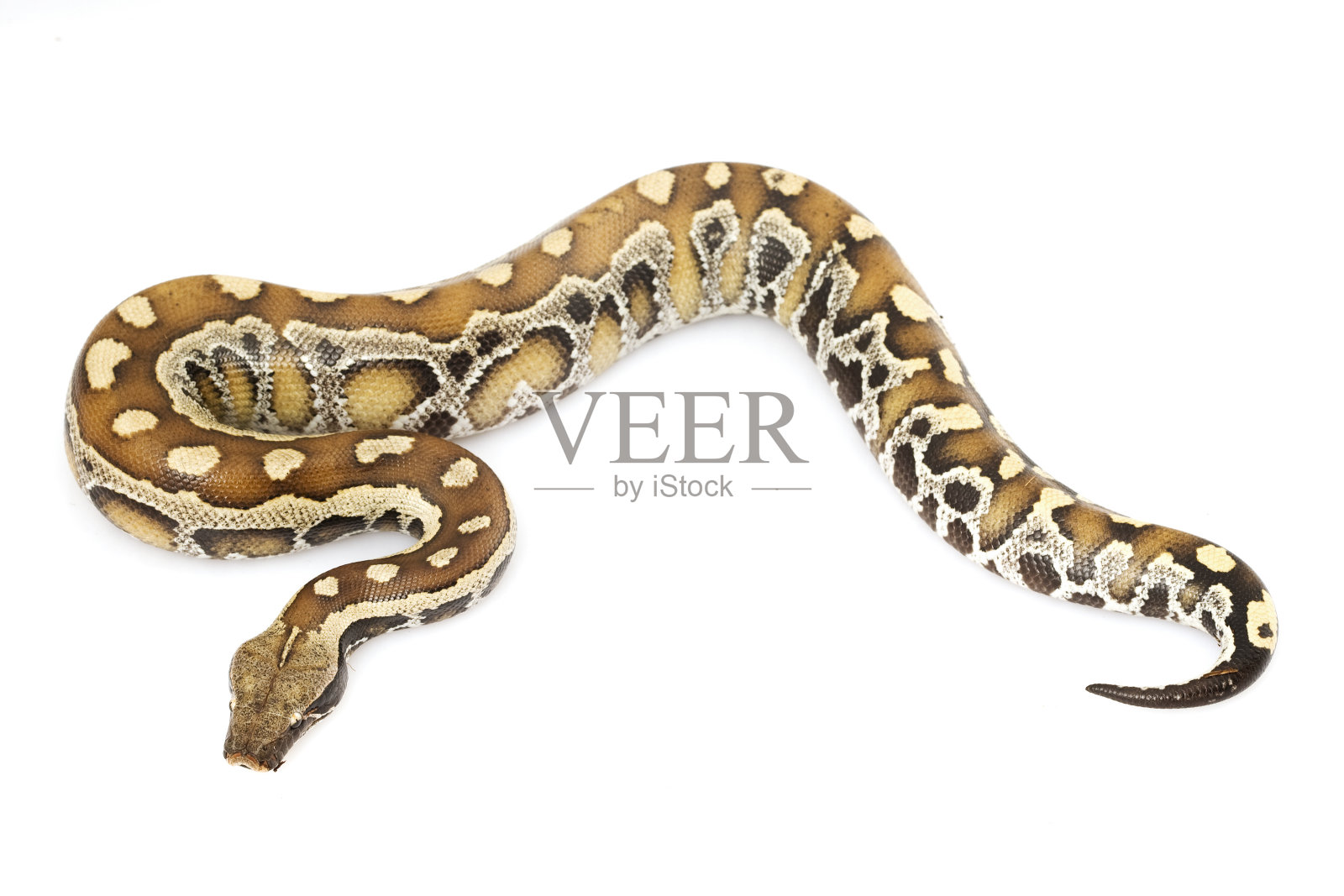 Python的血液照片摄影图片