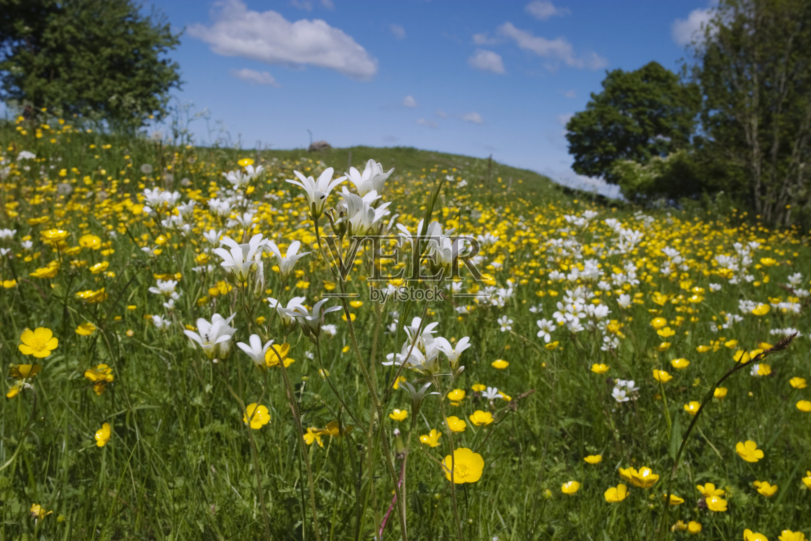 草甸虎耳草属植物照片摄影图片