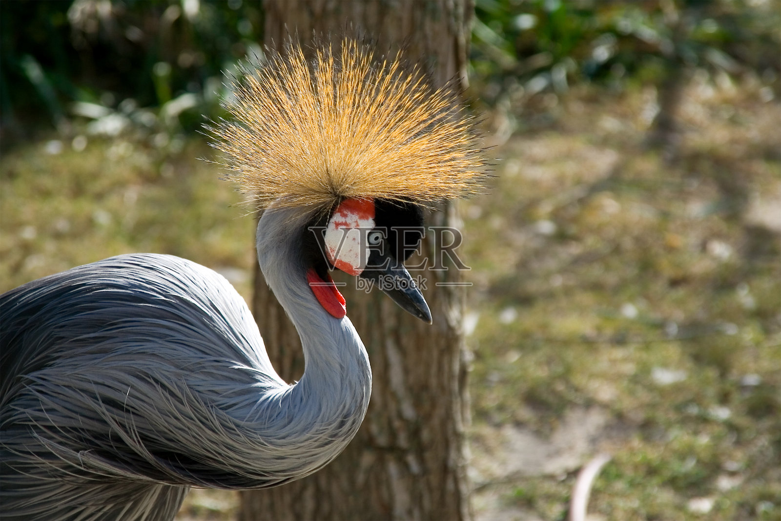 加冕起重机照片摄影图片
