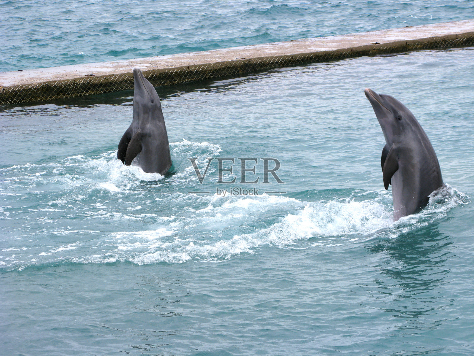海豚做展示照片摄影图片