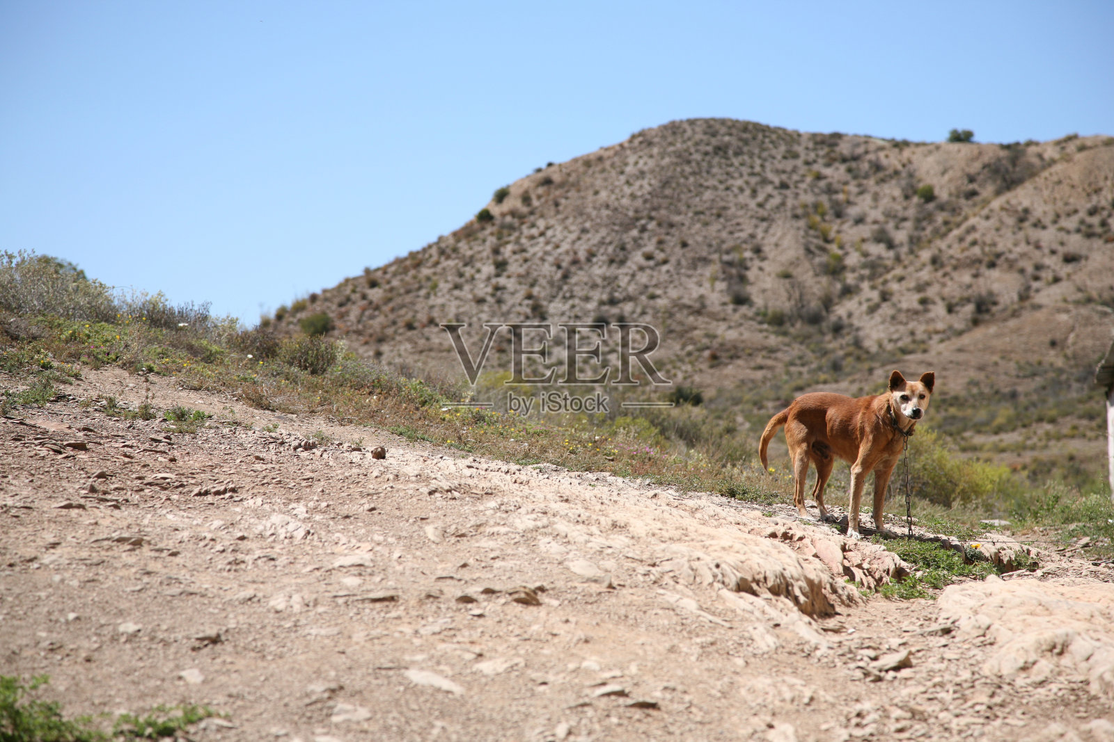 拴着链子的狗照片摄影图片