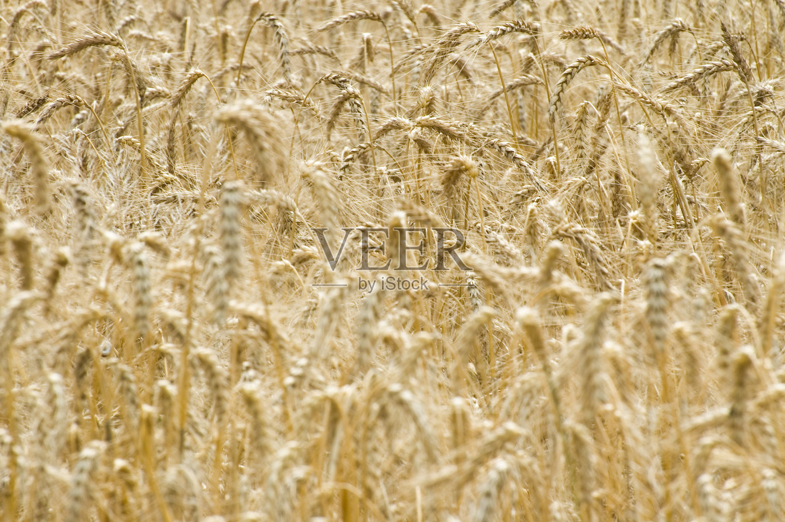 小麦照片摄影图片