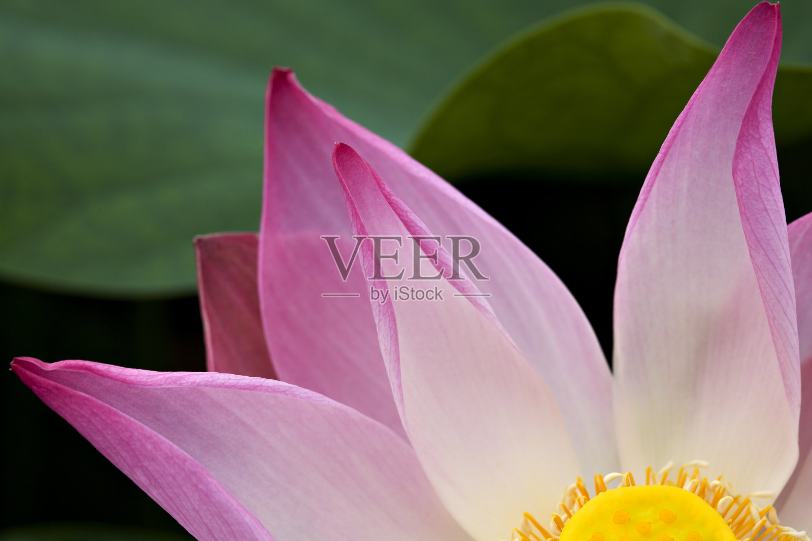 美丽的粉彩莲花细节照片摄影图片