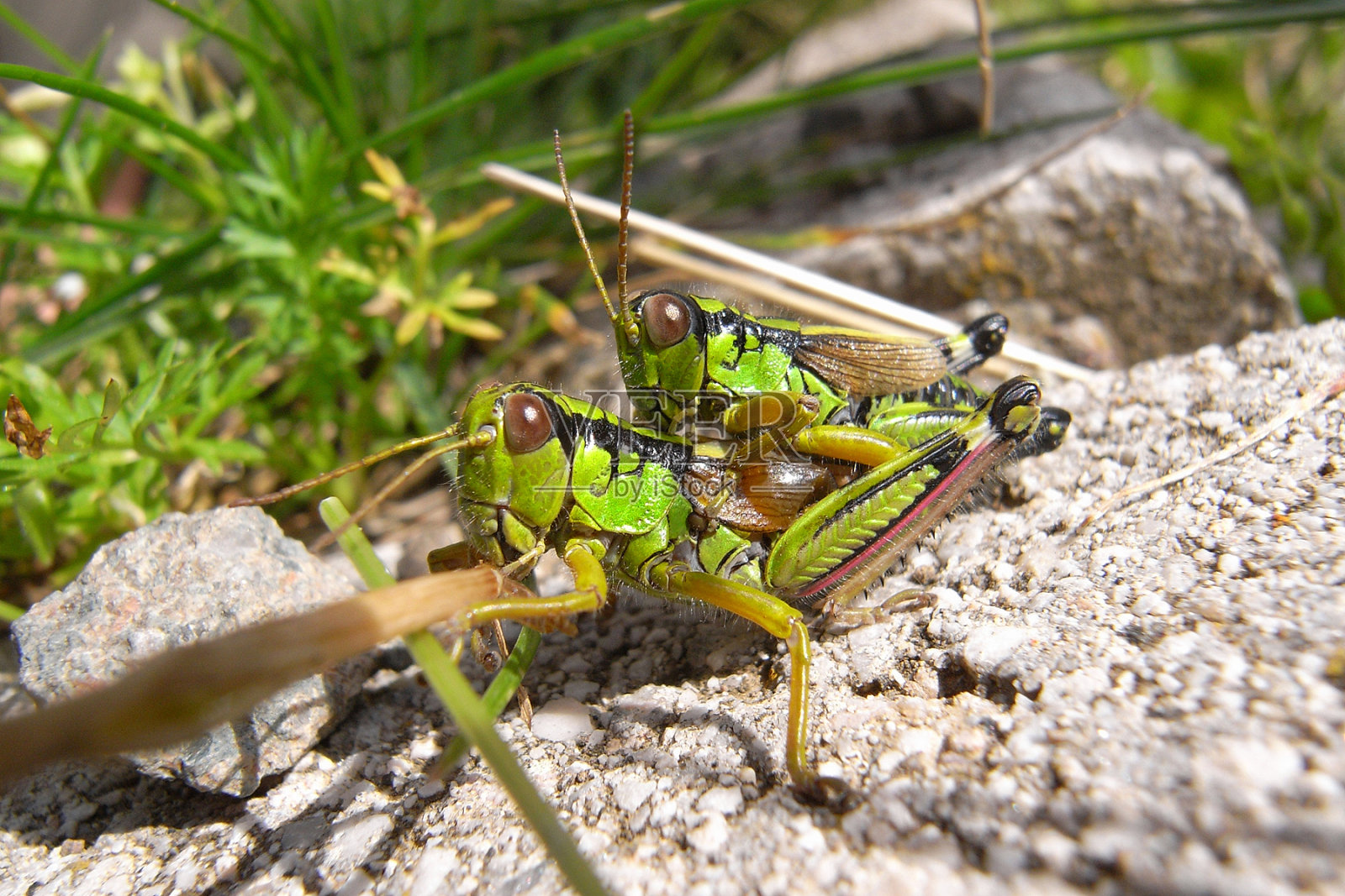 蚱蜢照片摄影图片