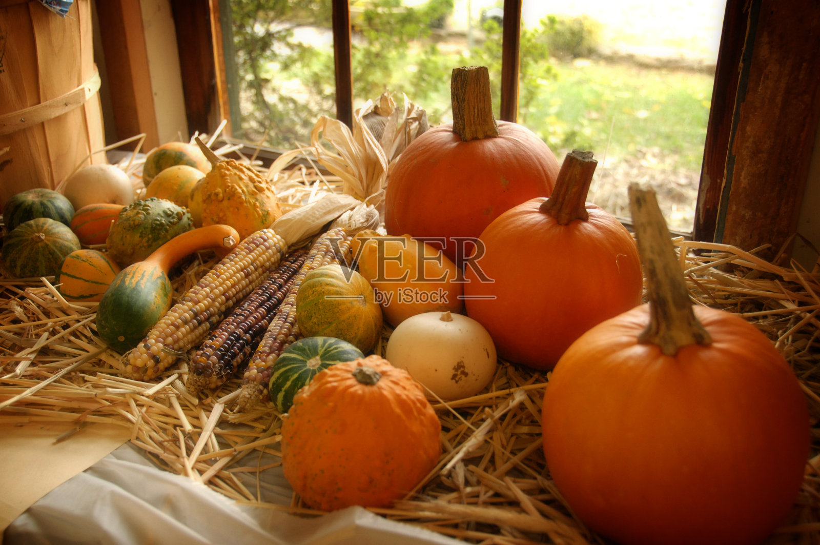 橱窗里的感恩节南瓜代表着许多祝福照片摄影图片