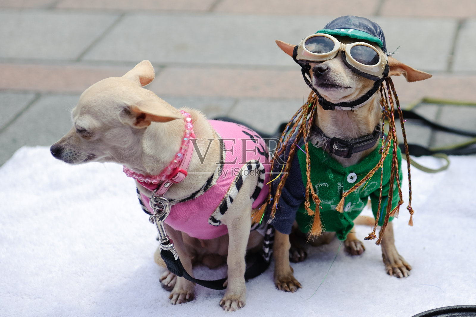 穿着戏服的吉娃娃狗照片摄影图片