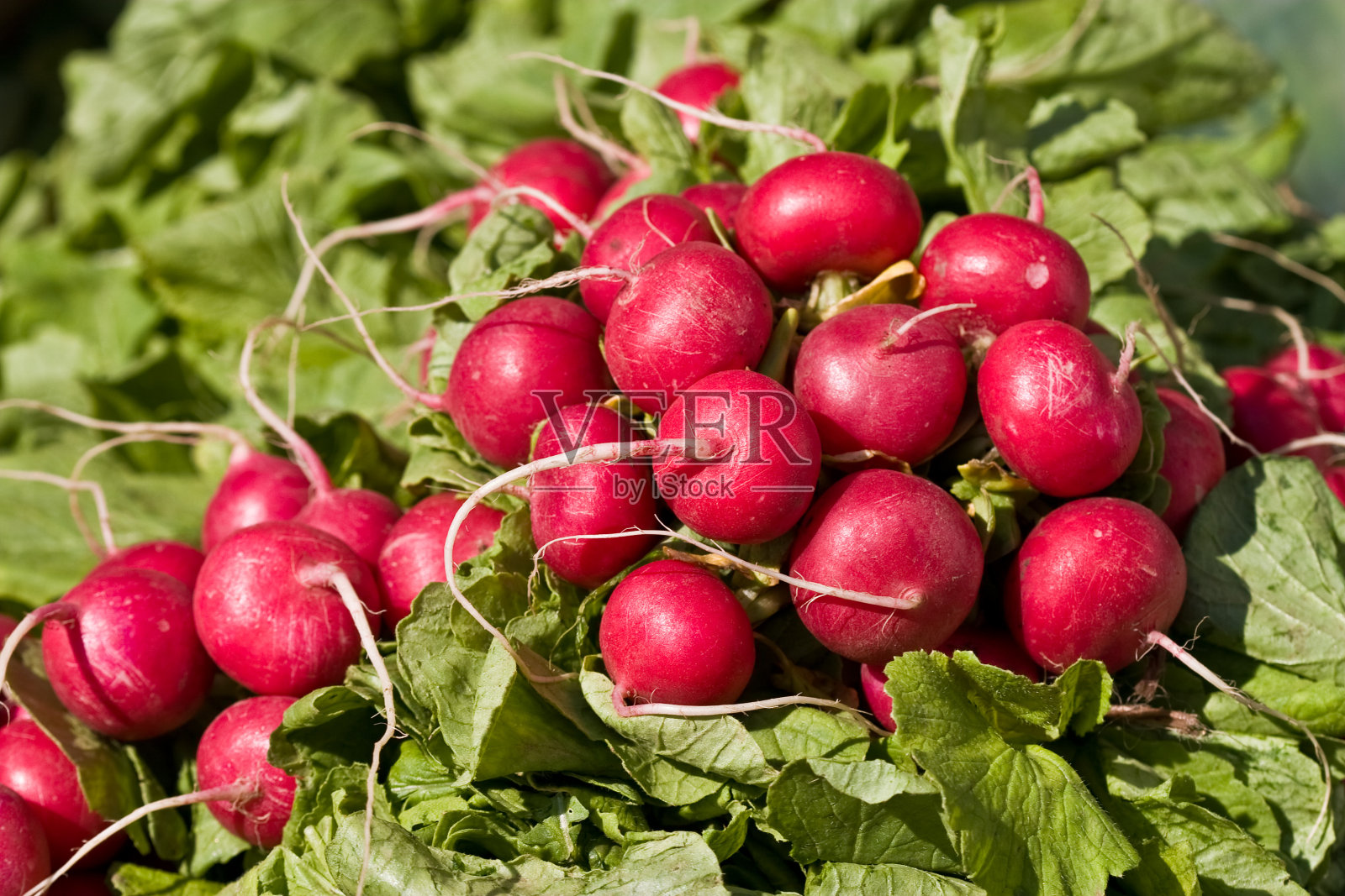 萝卜照片摄影图片