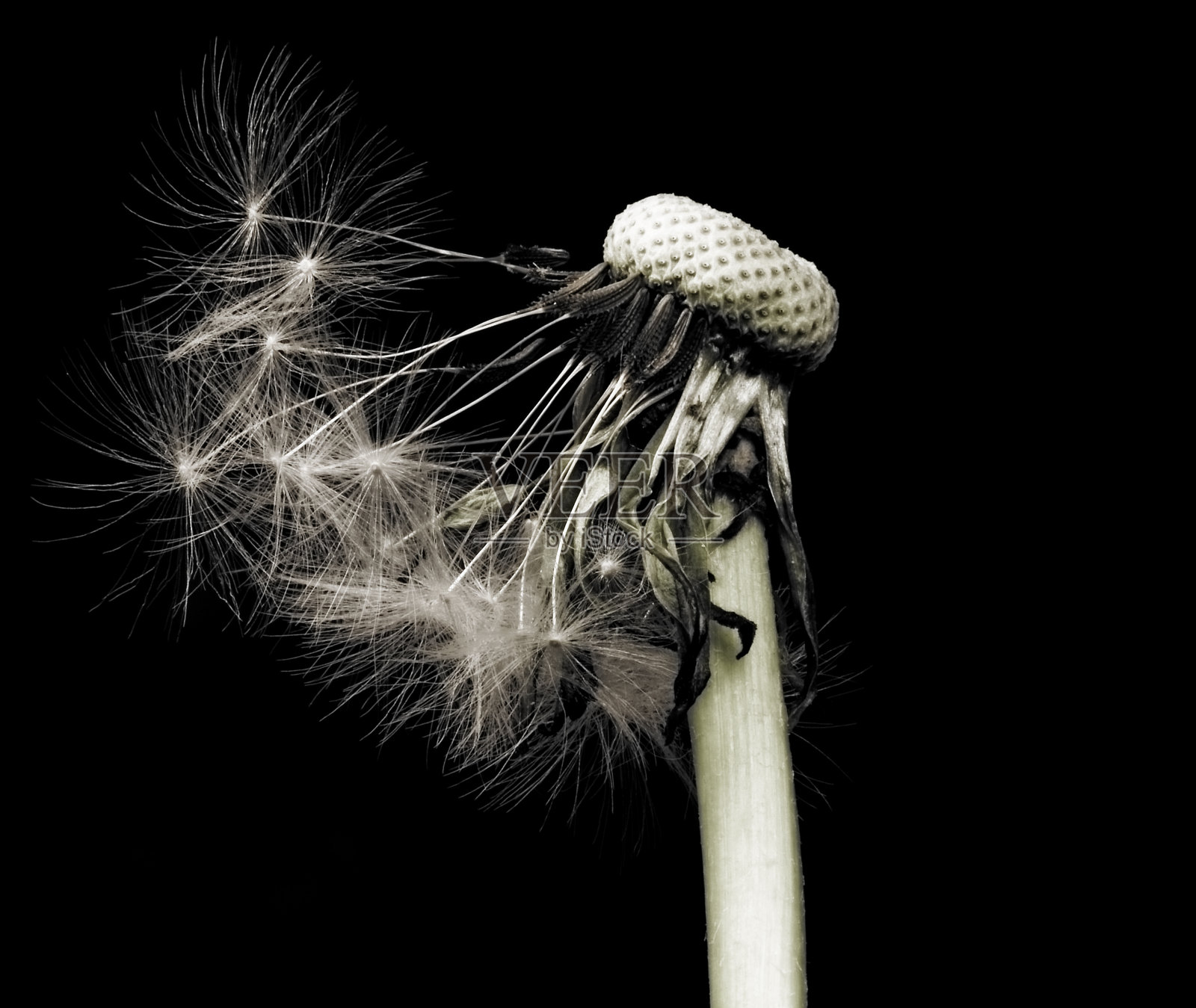 蒲公英的种子照片摄影图片
