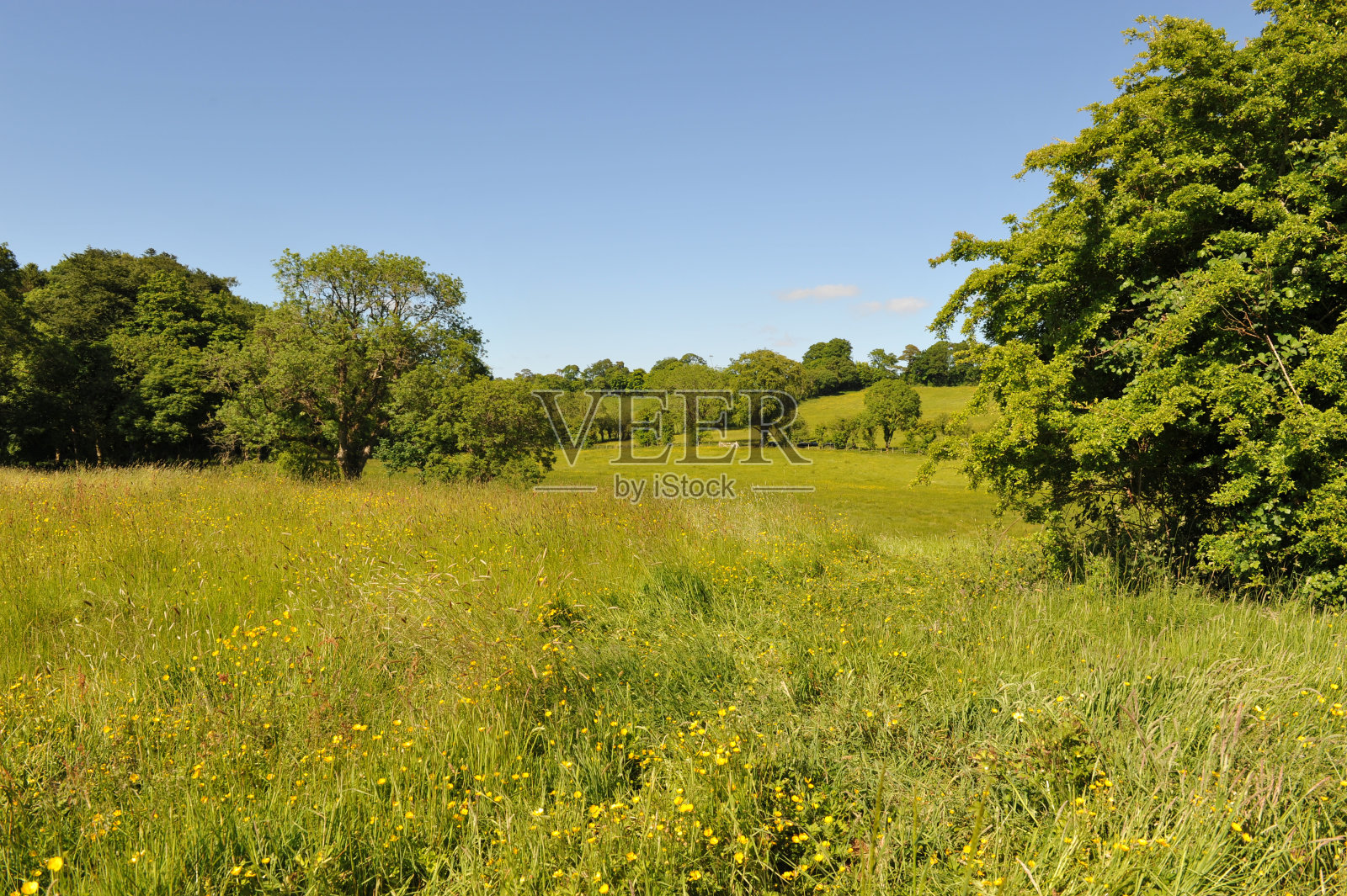 有树的夏日草地照片摄影图片