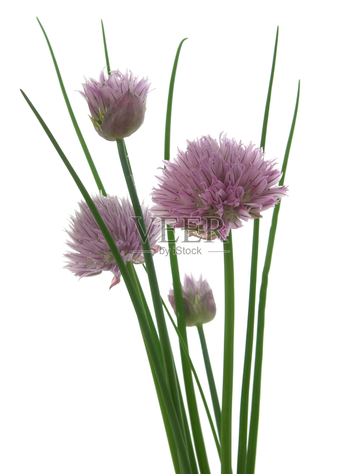 细香葱照片摄影图片