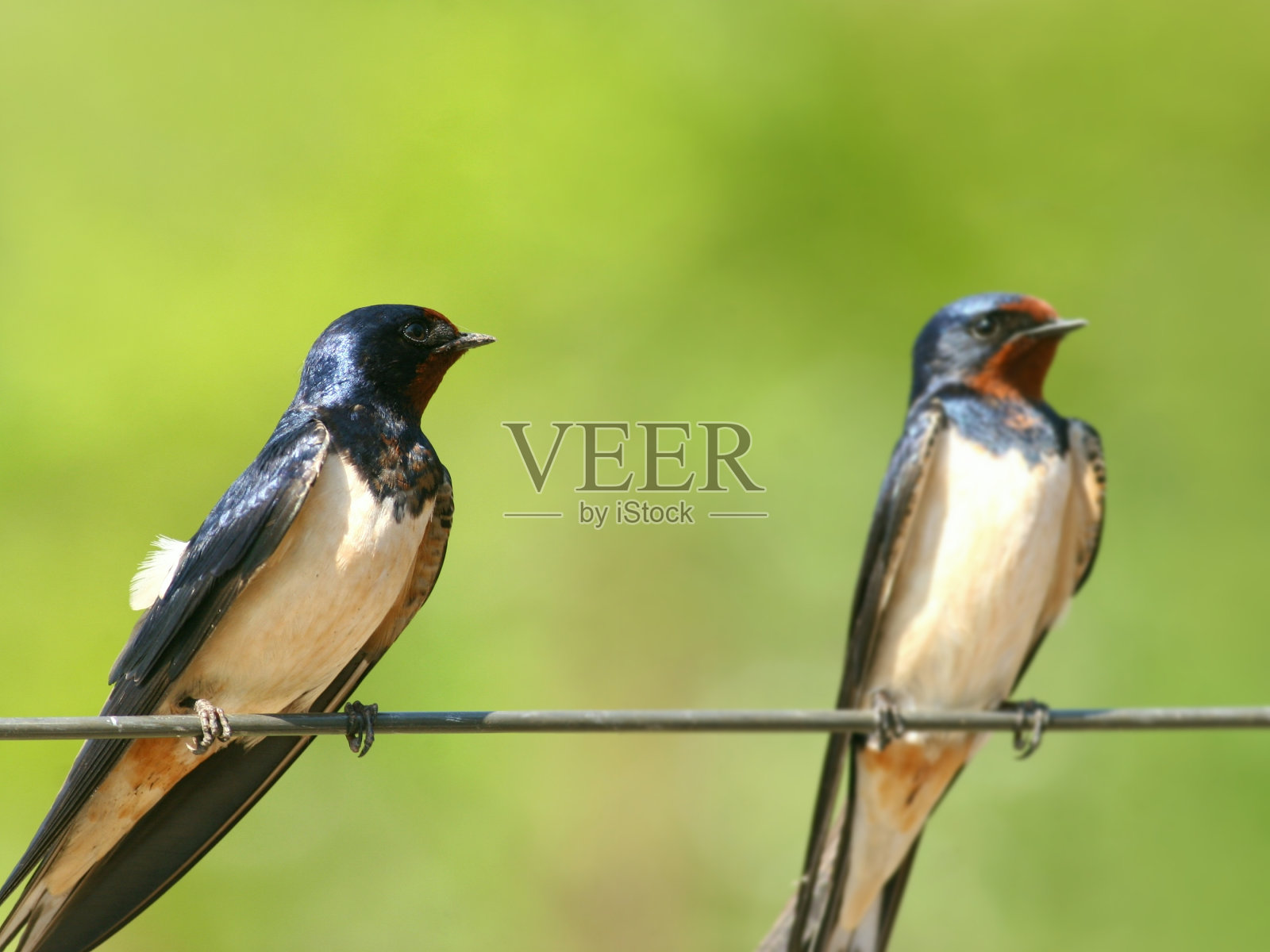 家庭照片摄影图片