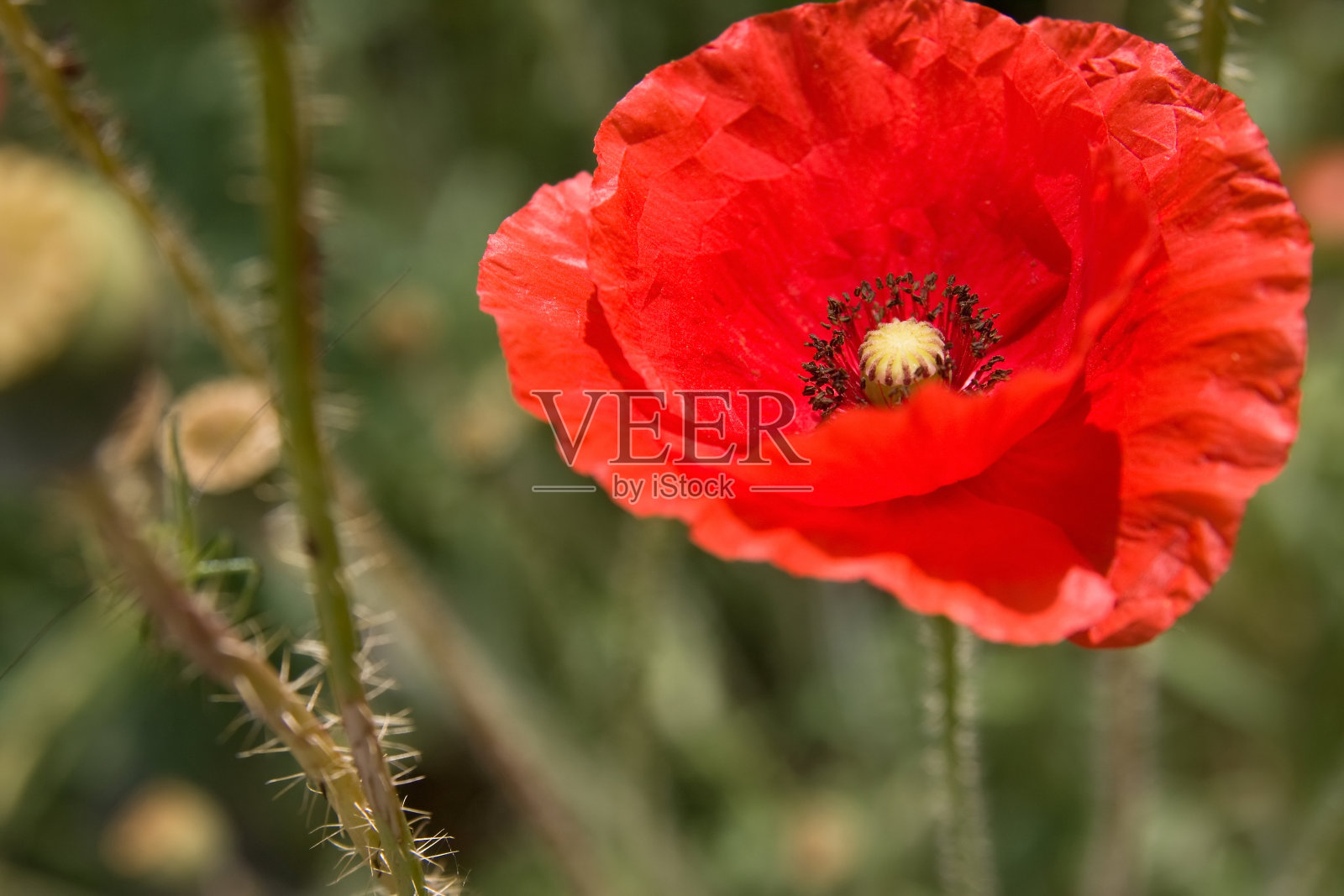 罂粟花照片摄影图片