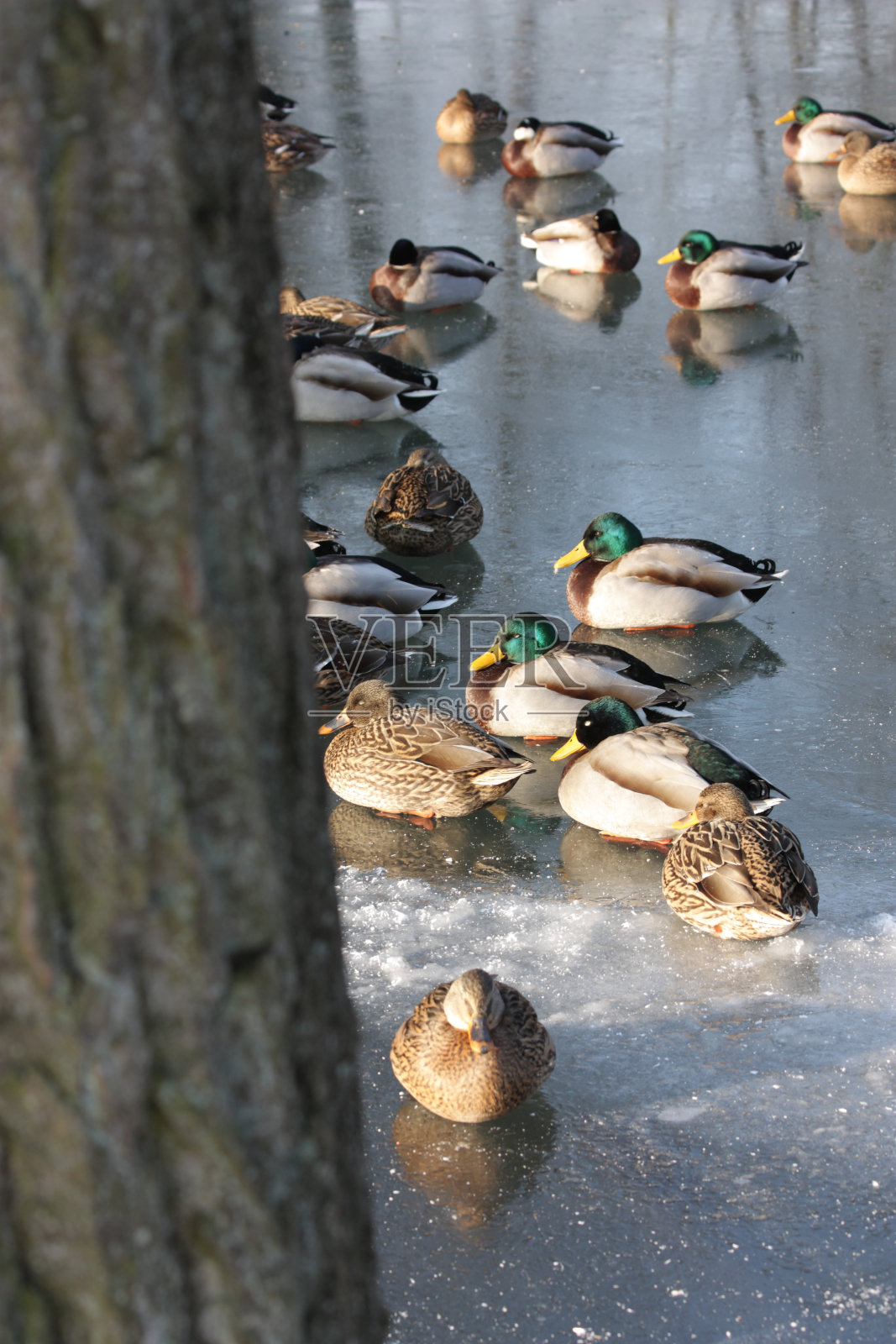野鸭在冰上照片摄影图片