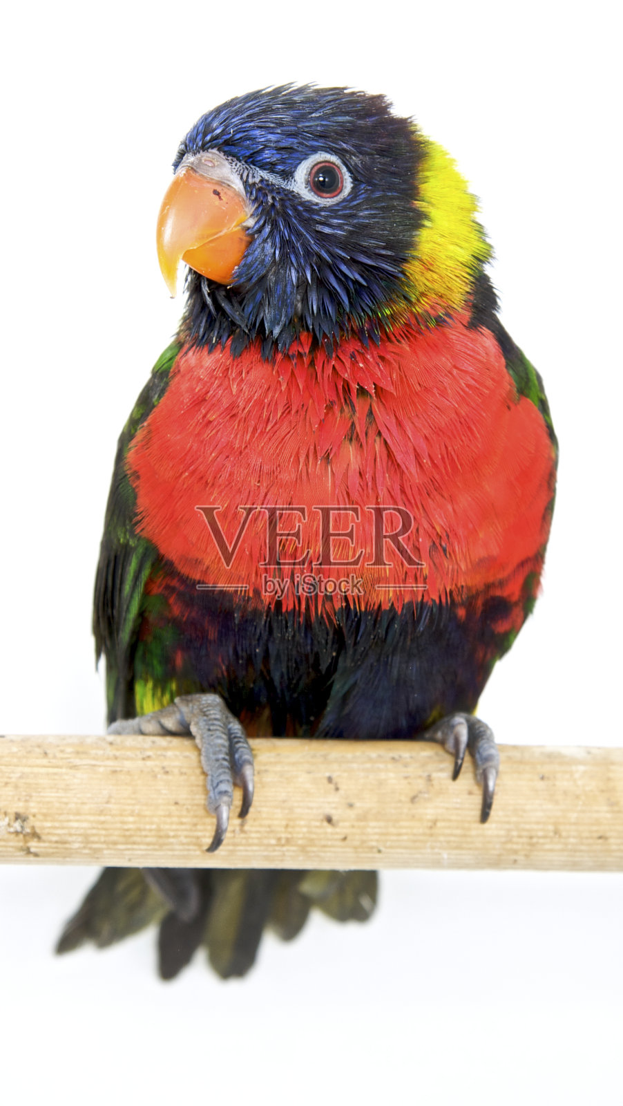 彩虹洛里基茨照片摄影图片