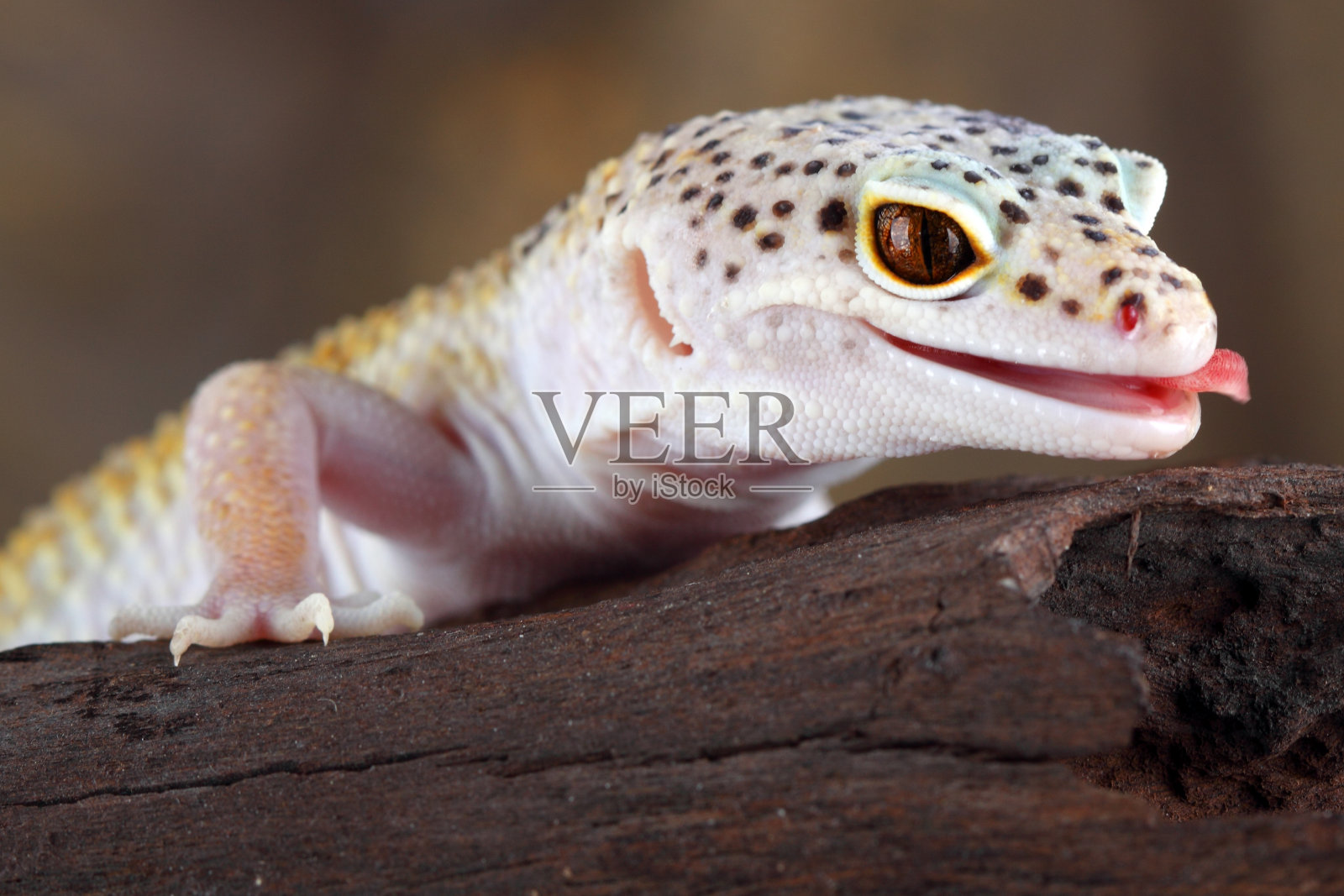 欧伯法里斯黄斑狼星照片摄影图片