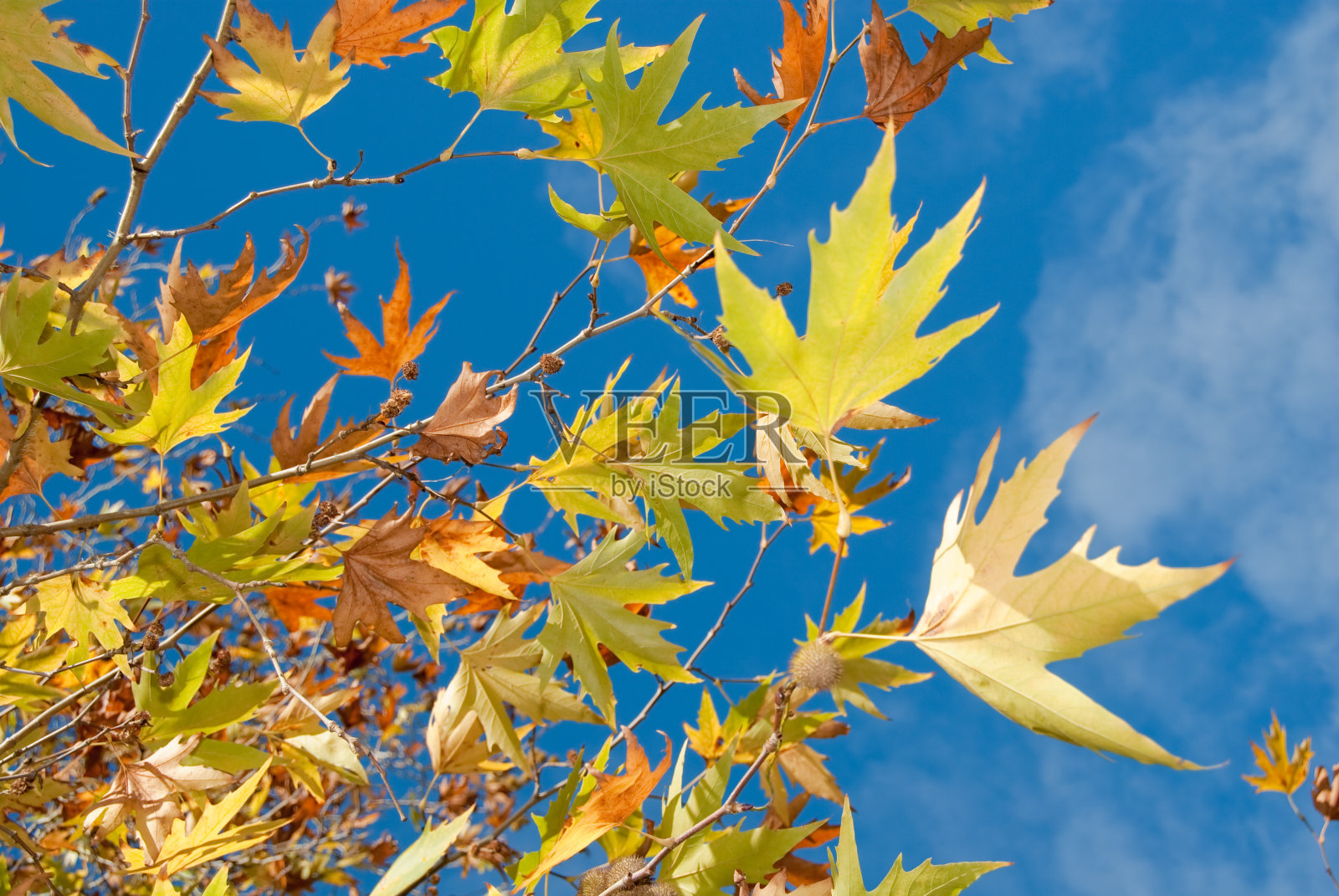 秋天的落叶照片摄影图片