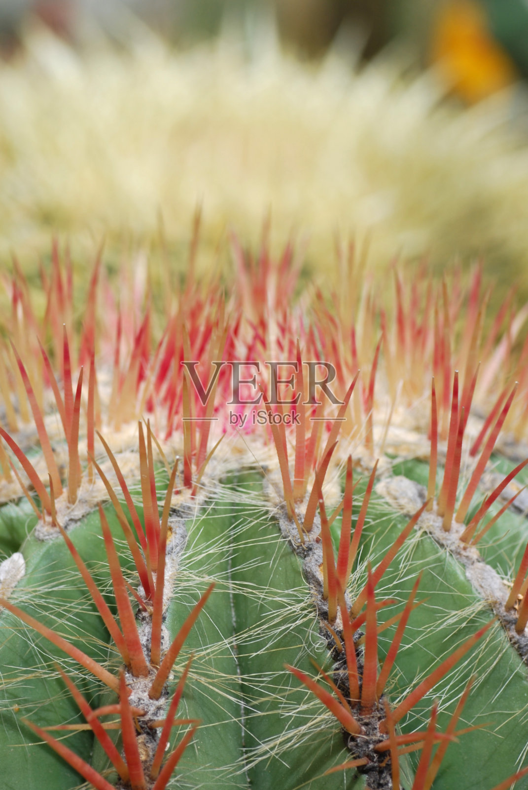 仙人掌照片摄影图片