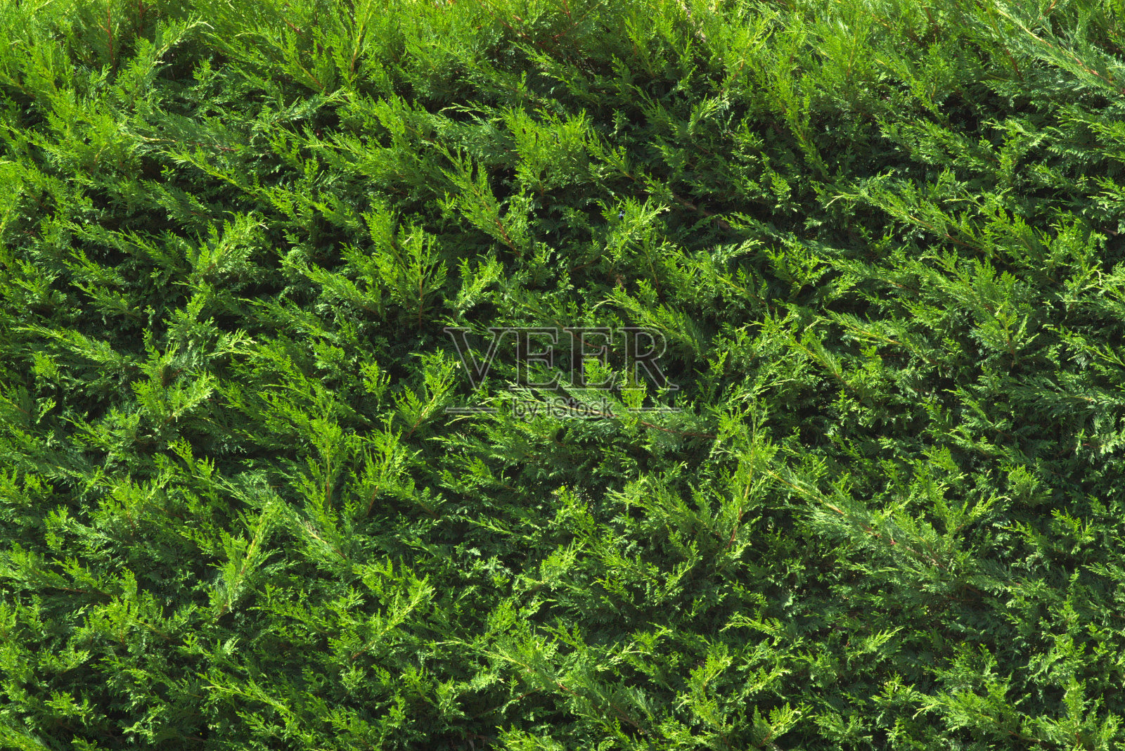 常绿的背景照片摄影图片