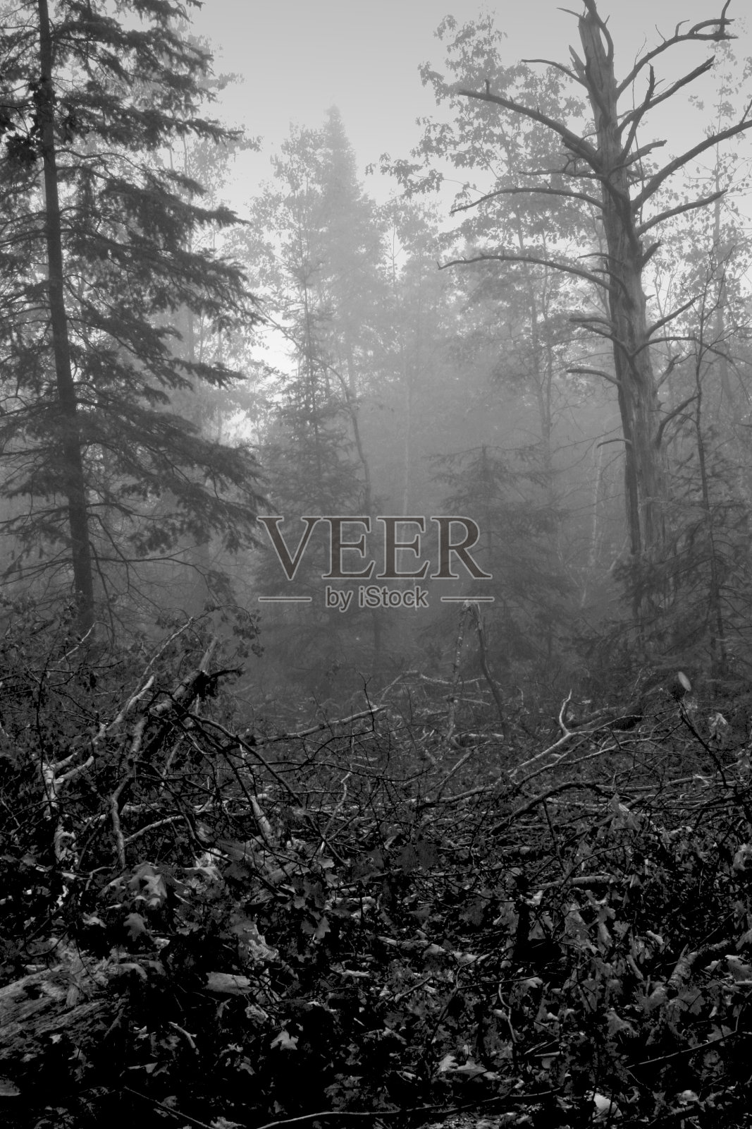 堕落的森林照片摄影图片