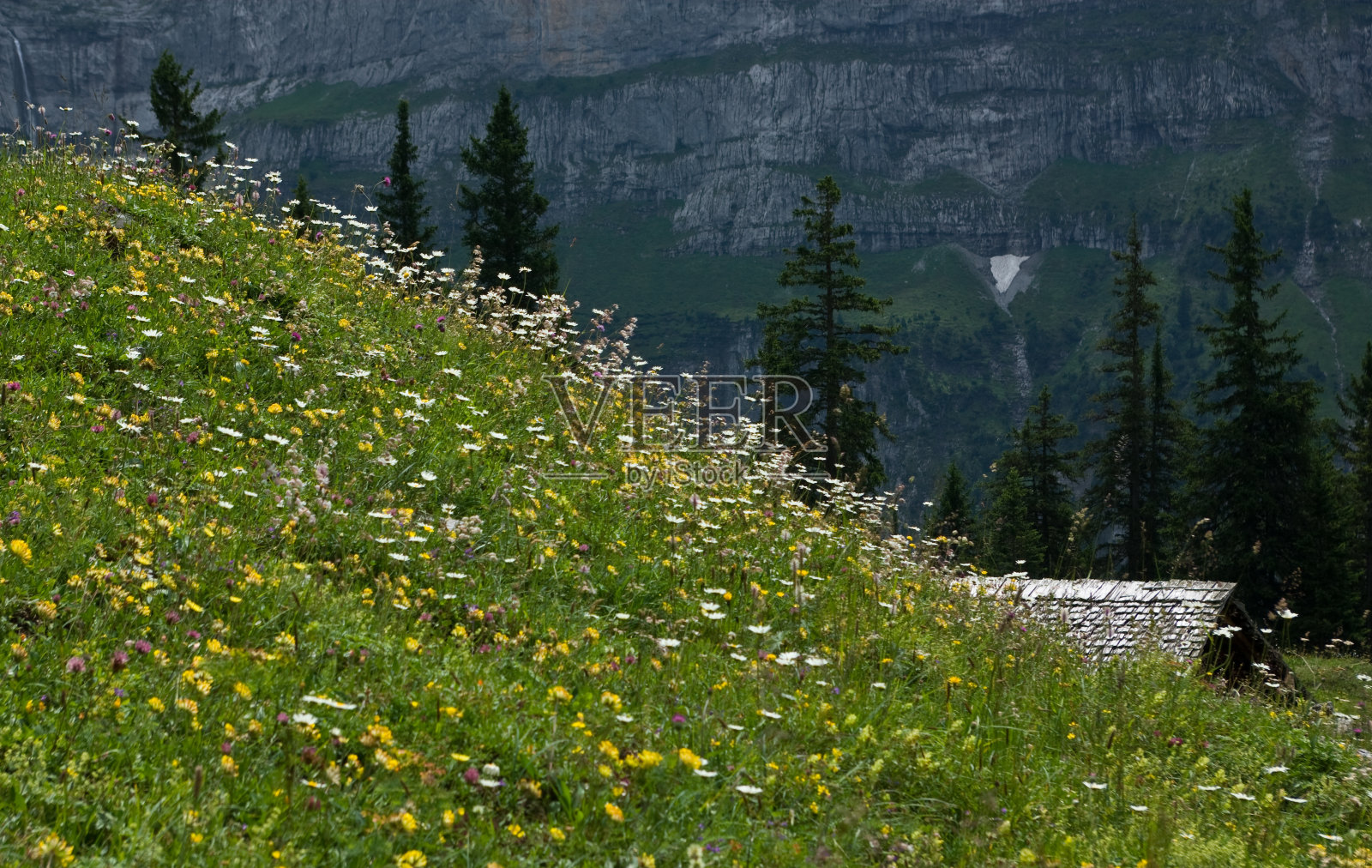 高山花卉草地照片摄影图片