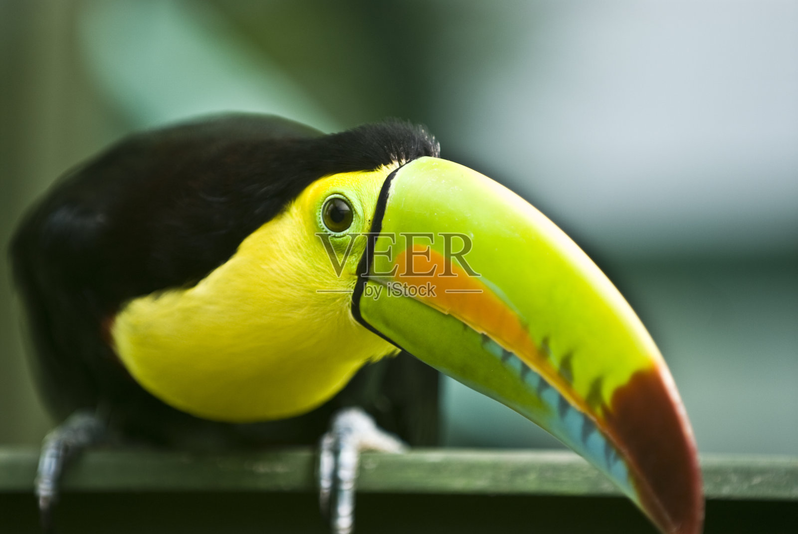 Keel-Billed巨嘴鸟照片摄影图片