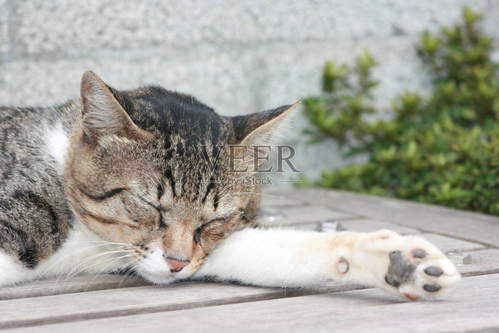 基蒂照片摄影图片