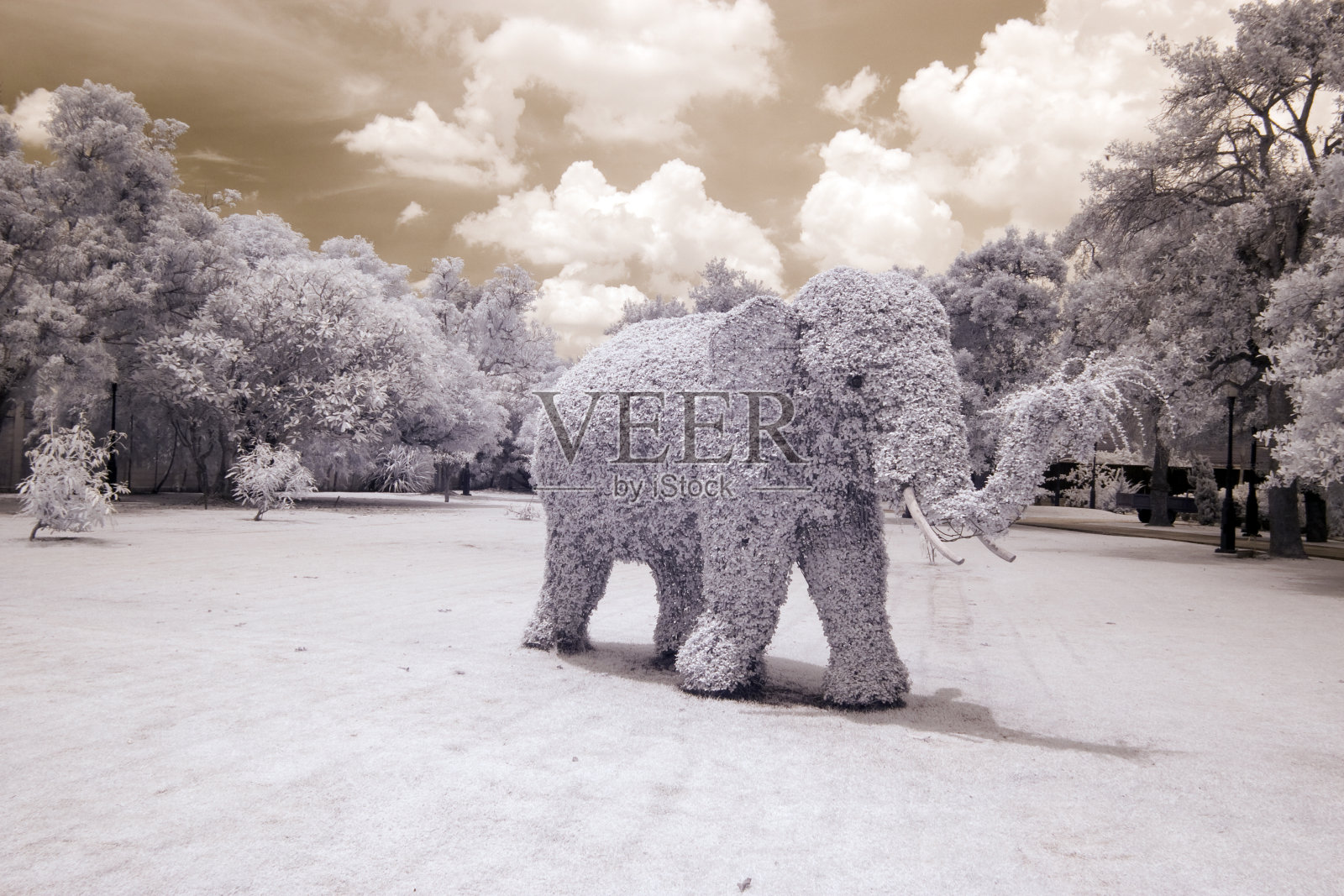 公园，近红外拍摄照片摄影图片