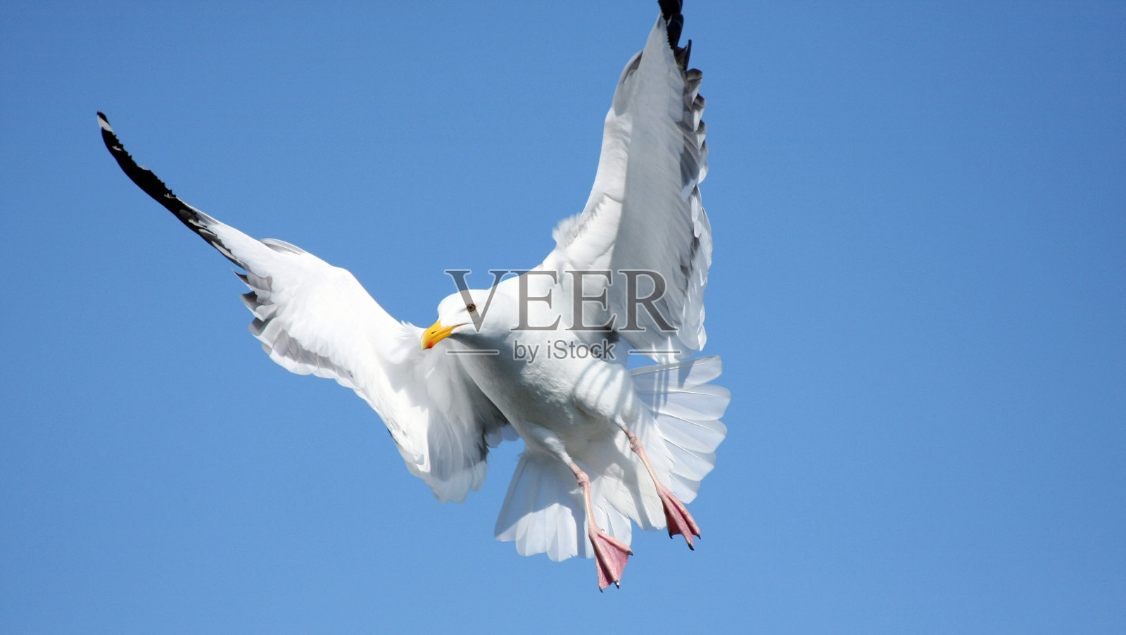 海鸥准备降落。照片摄影图片
