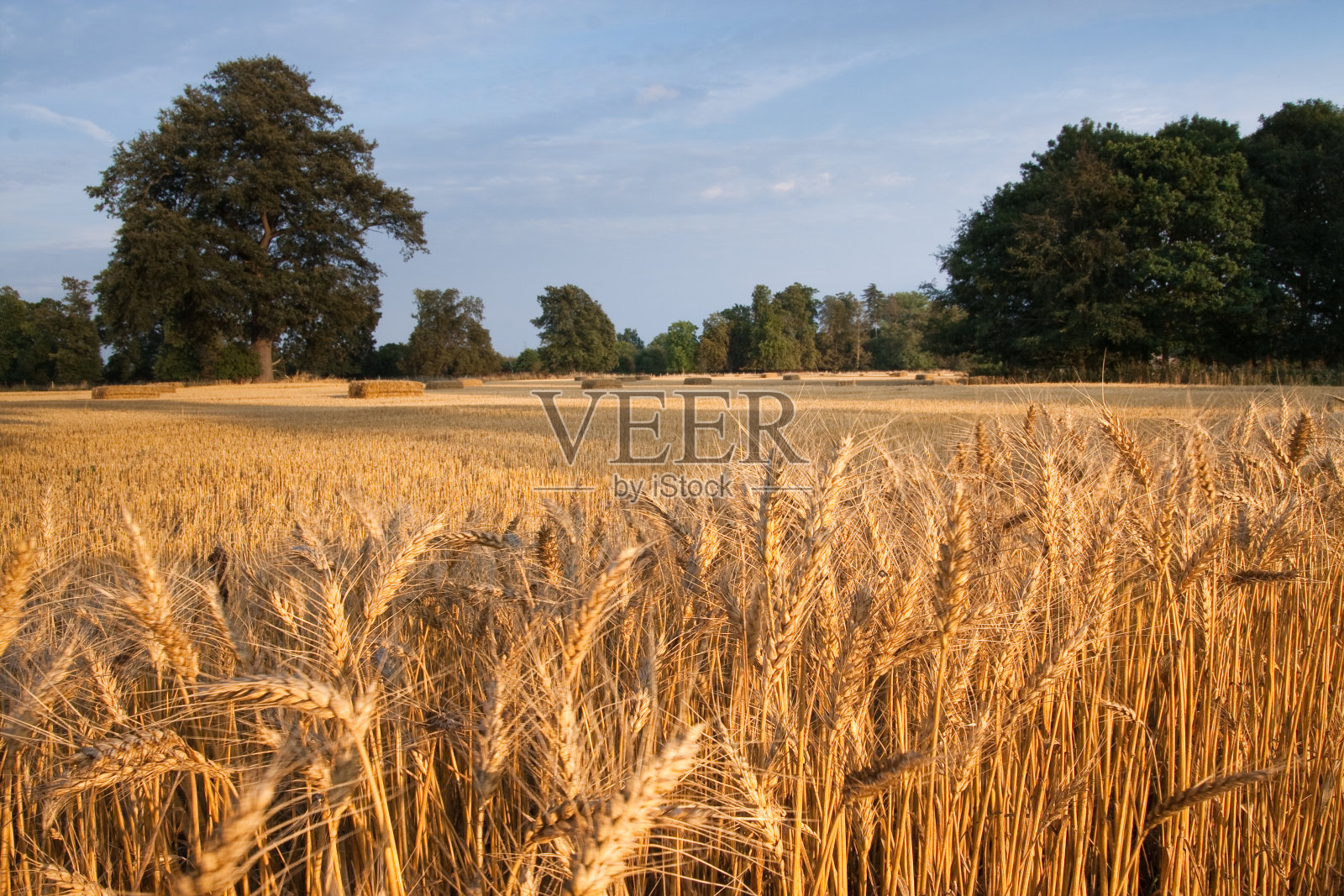 收获后照片摄影图片
