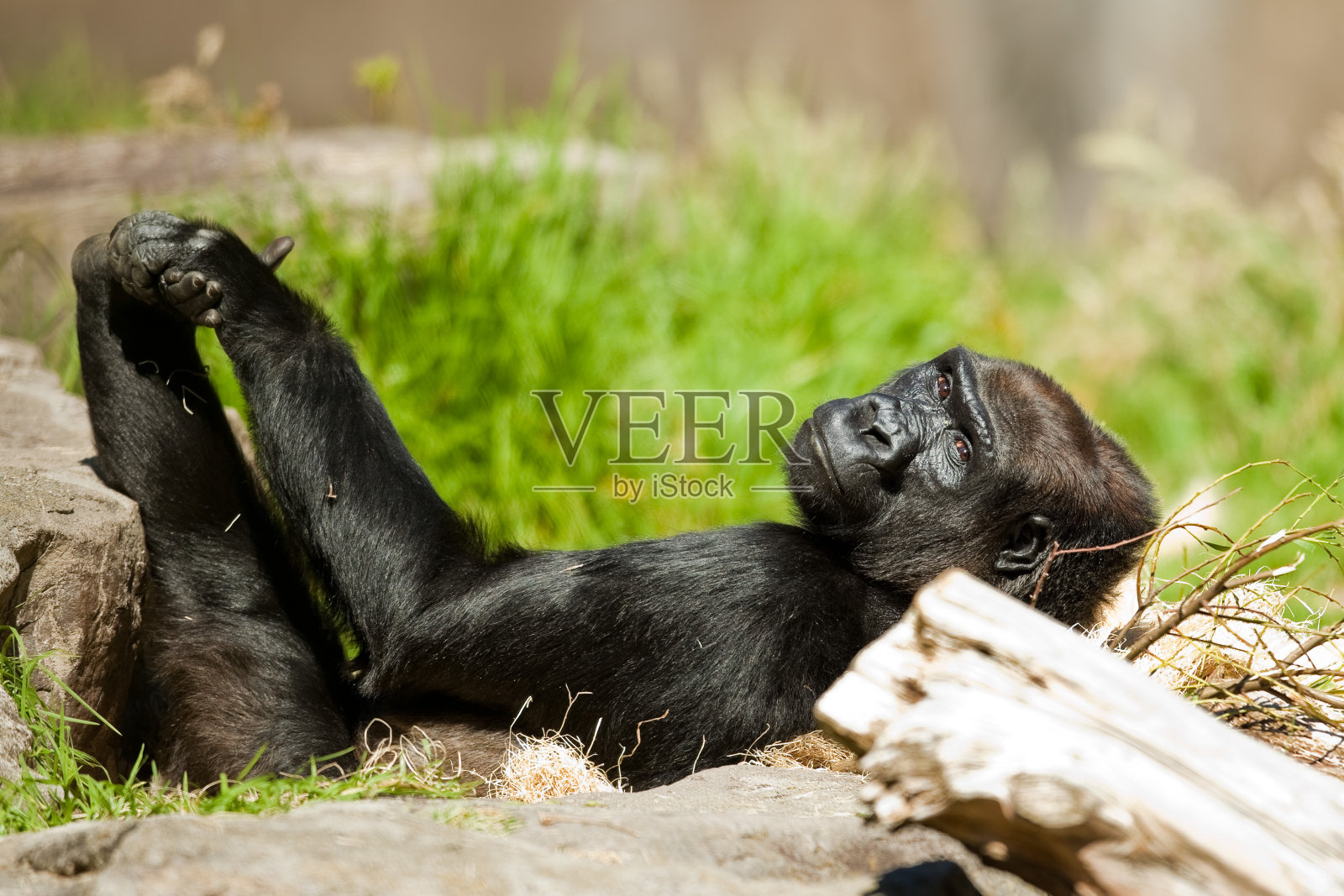 西部低地大猩猩。照片摄影图片